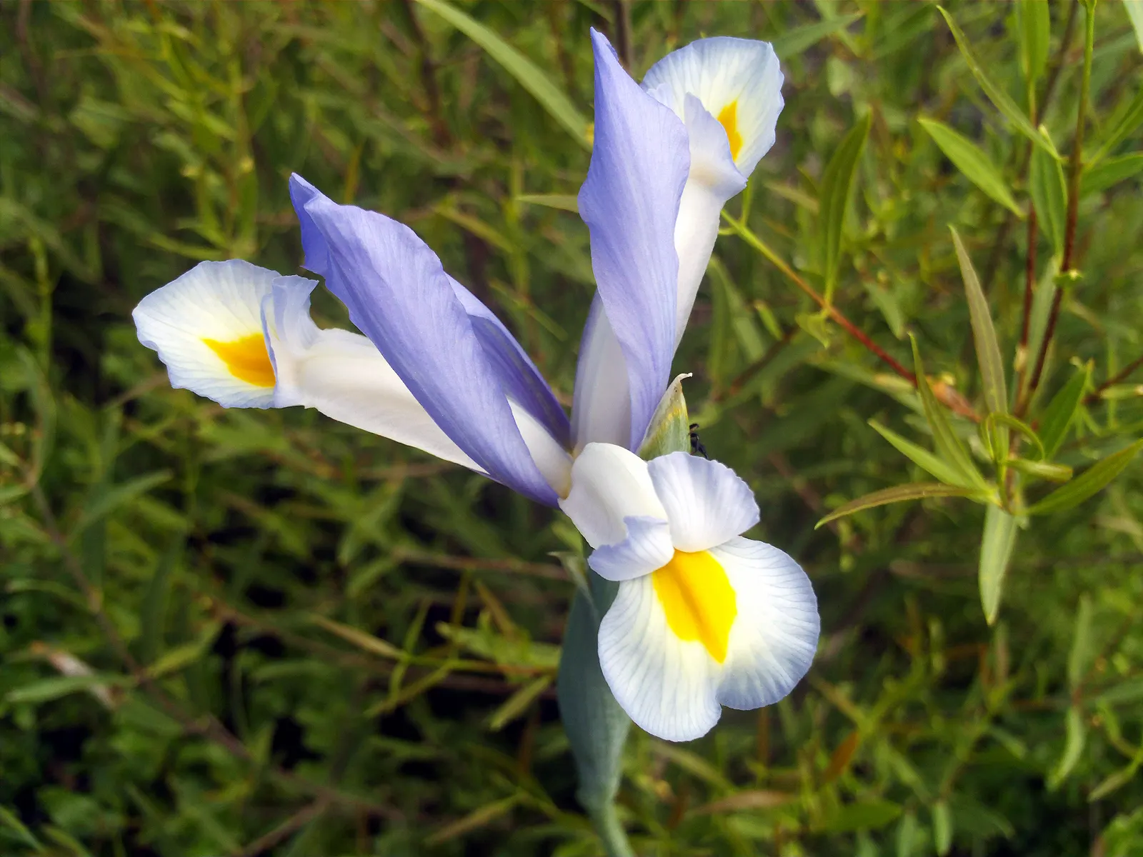 Spanish Iris (Iris Xiphium) — offering a low-maintenance; making it a captivating addition to any landscape design, image 66