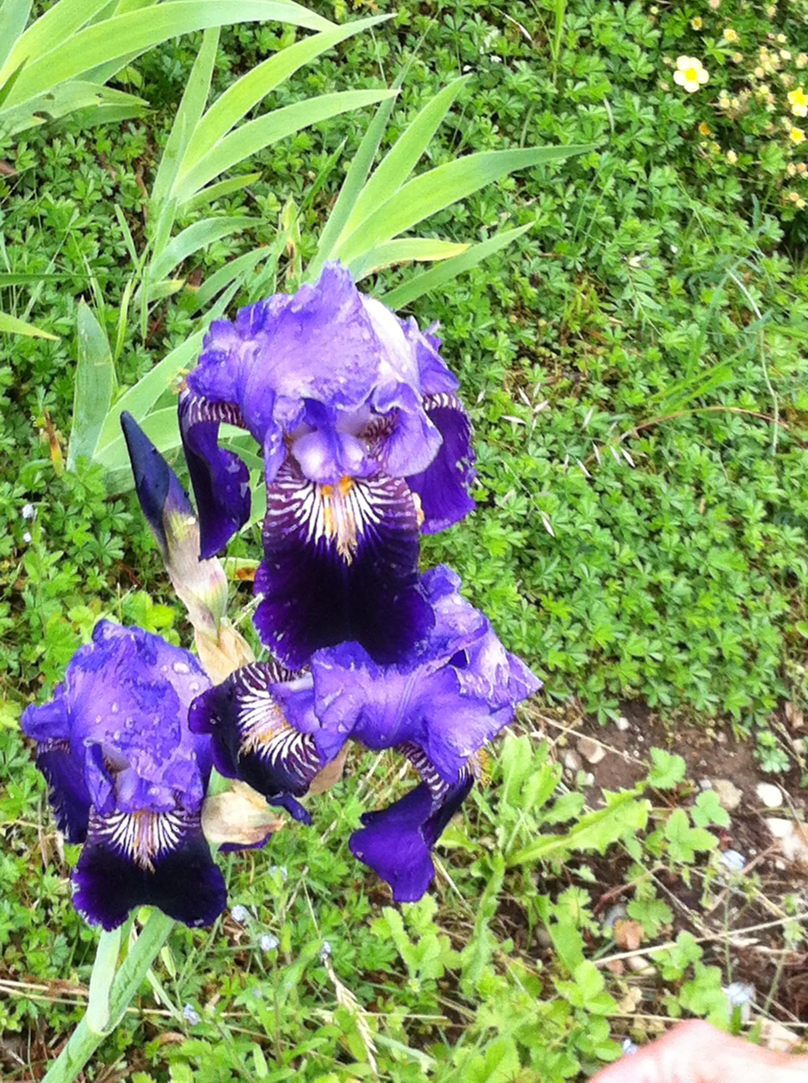 Spanish Iris (Iris Xiphium) — is a bulbous perennial renowned for its striking blooms and ease of care; they also work beautifully when interspersed with