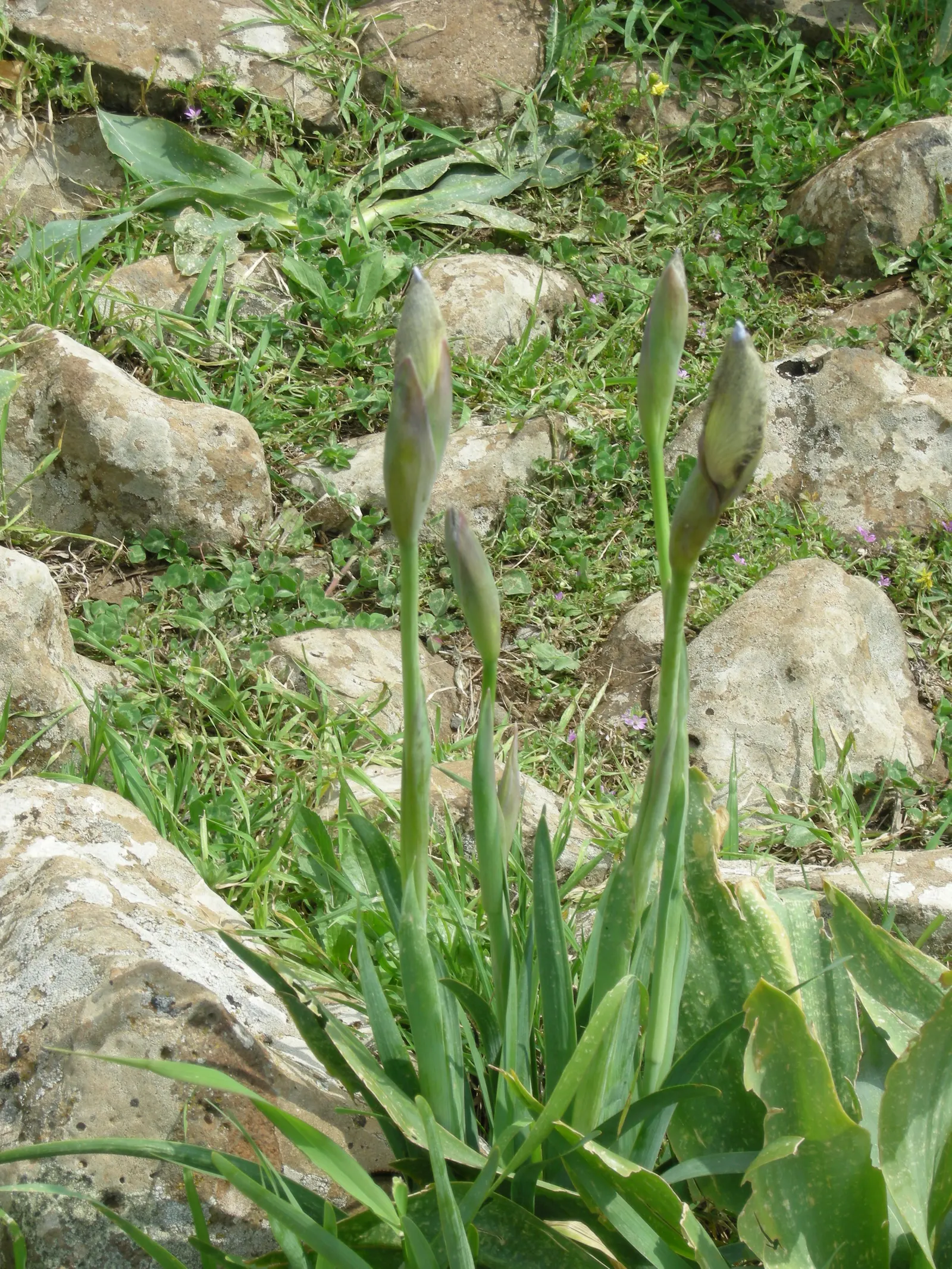 Spanish Iris (Iris Xiphium) — delighting clients with its seasonal beauty; offering a low-maintenance, image 87