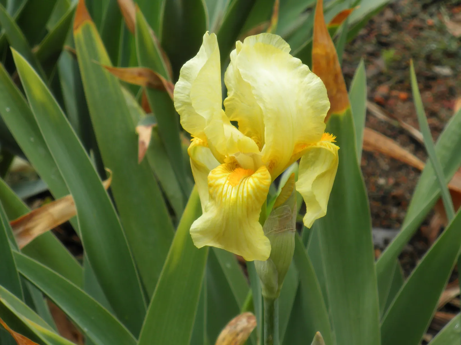 Spanish Iris (Iris Xiphium) — These blossoms come in a vibrant palette of colors; multi-colored and purple flowers in the garden, image 73