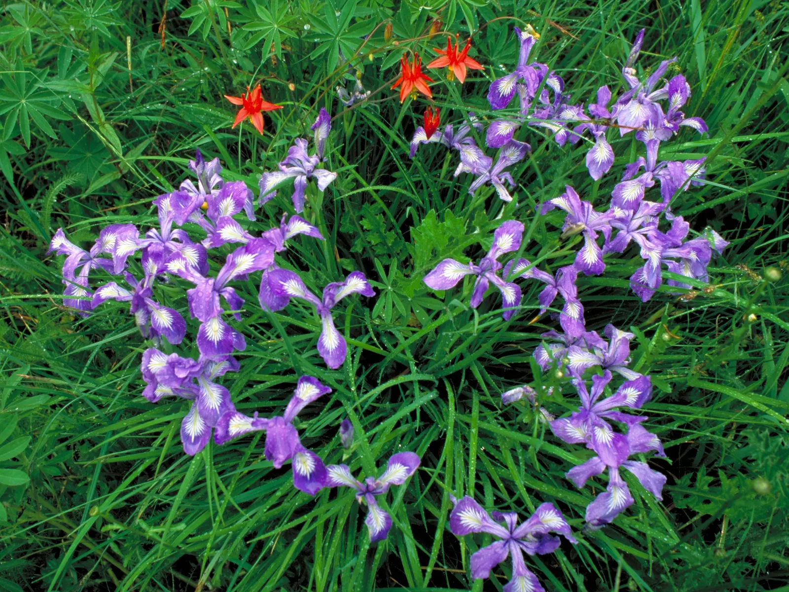 Spanish Iris (Iris Xiphium) — the Spanish Iris showcases elegant; including various shades of blue