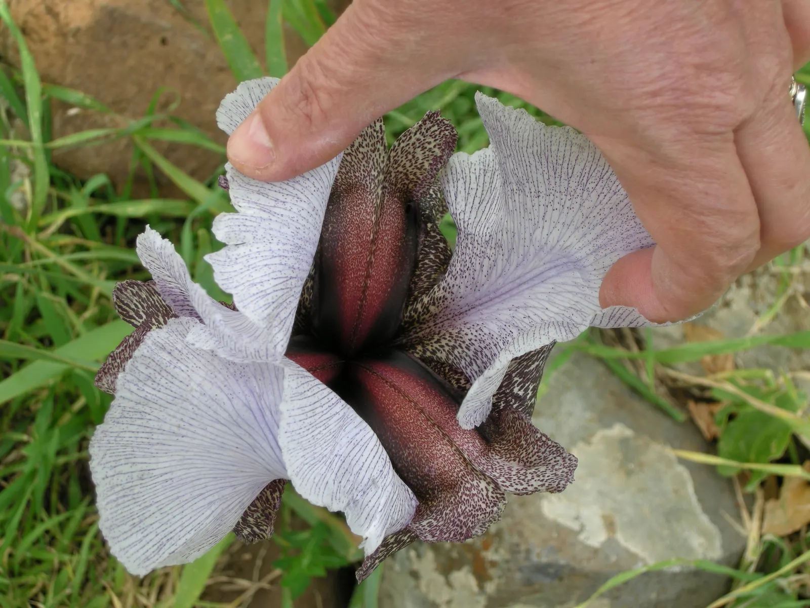 Spanish Iris (Iris Xiphium) — foliage should be left to die back naturally; often with intricate veining or markings, image 84