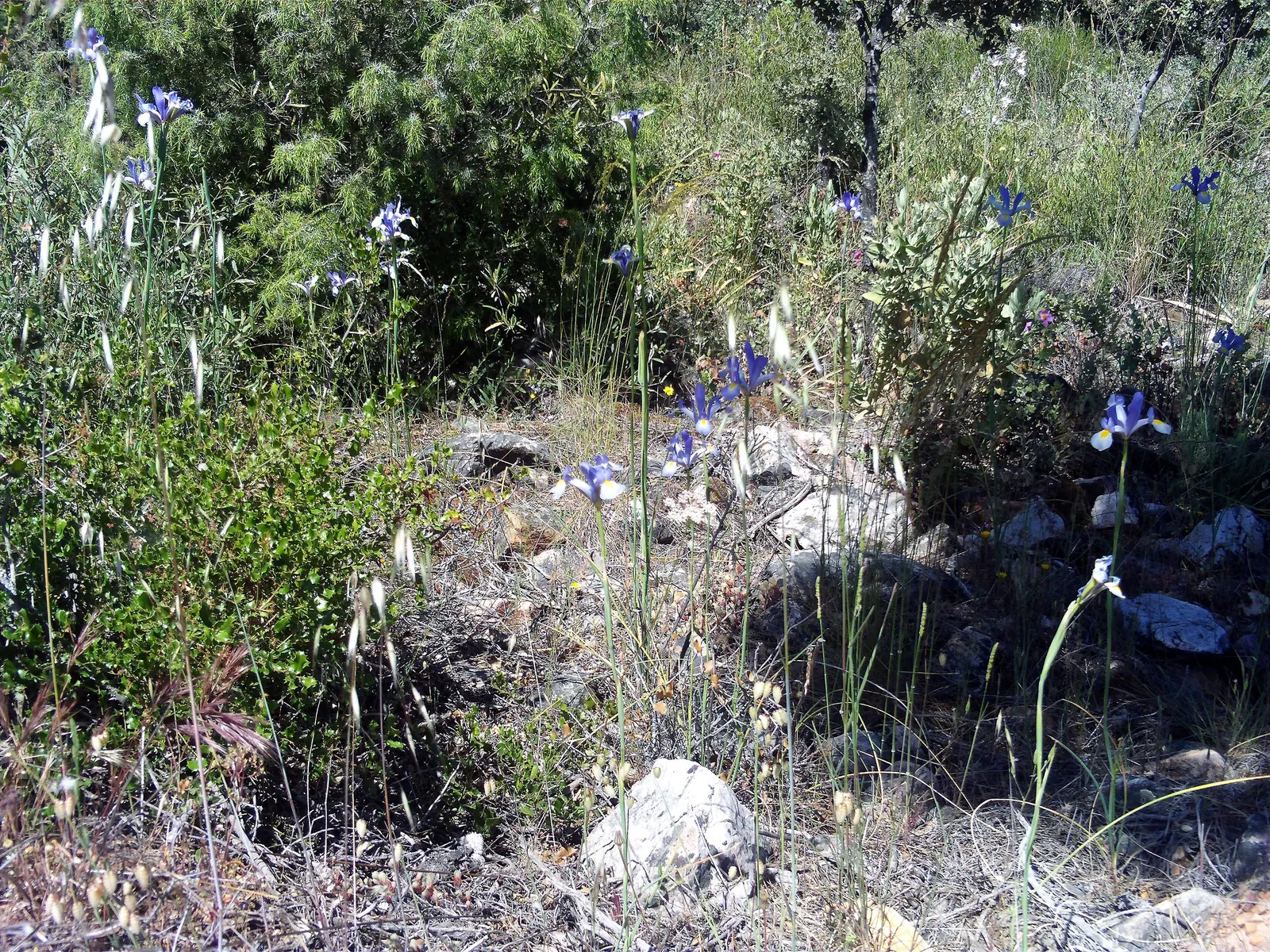 Spanish Iris (Iris Xiphium) — showy flowers that can span approximately 2 to 3 inches across; the bulbs should be planted at a depth of 4 to 5, image 72
