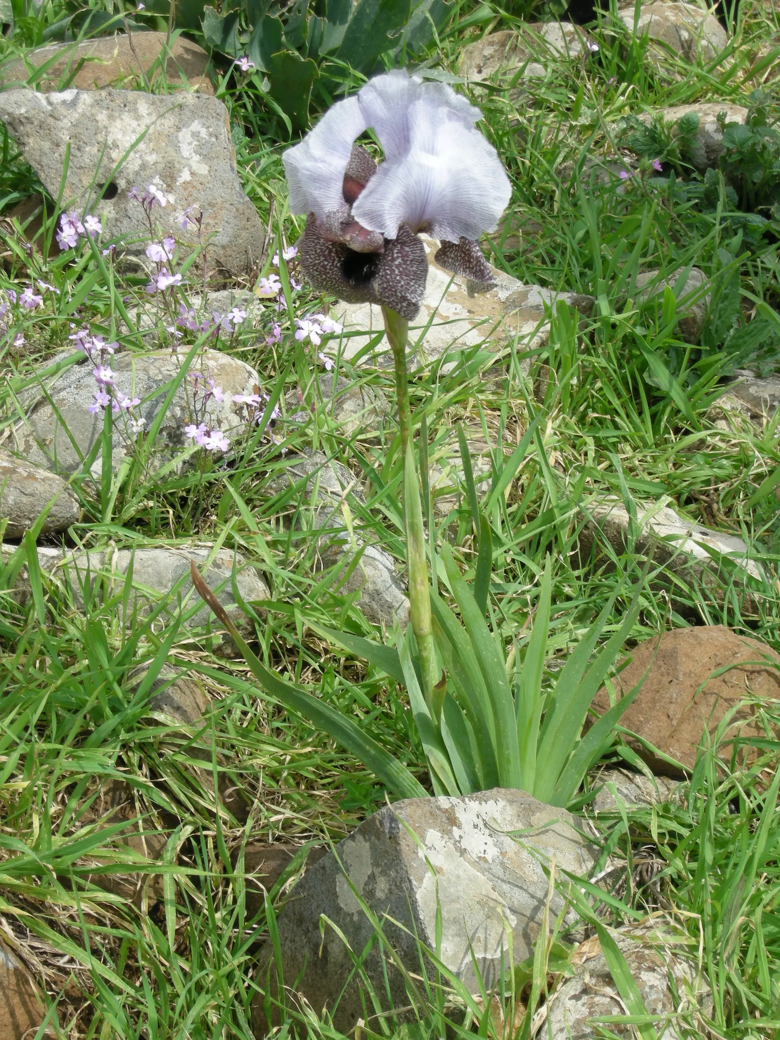 Spanish Iris (Iris Xiphium) — making it a captivating addition to any landscape design