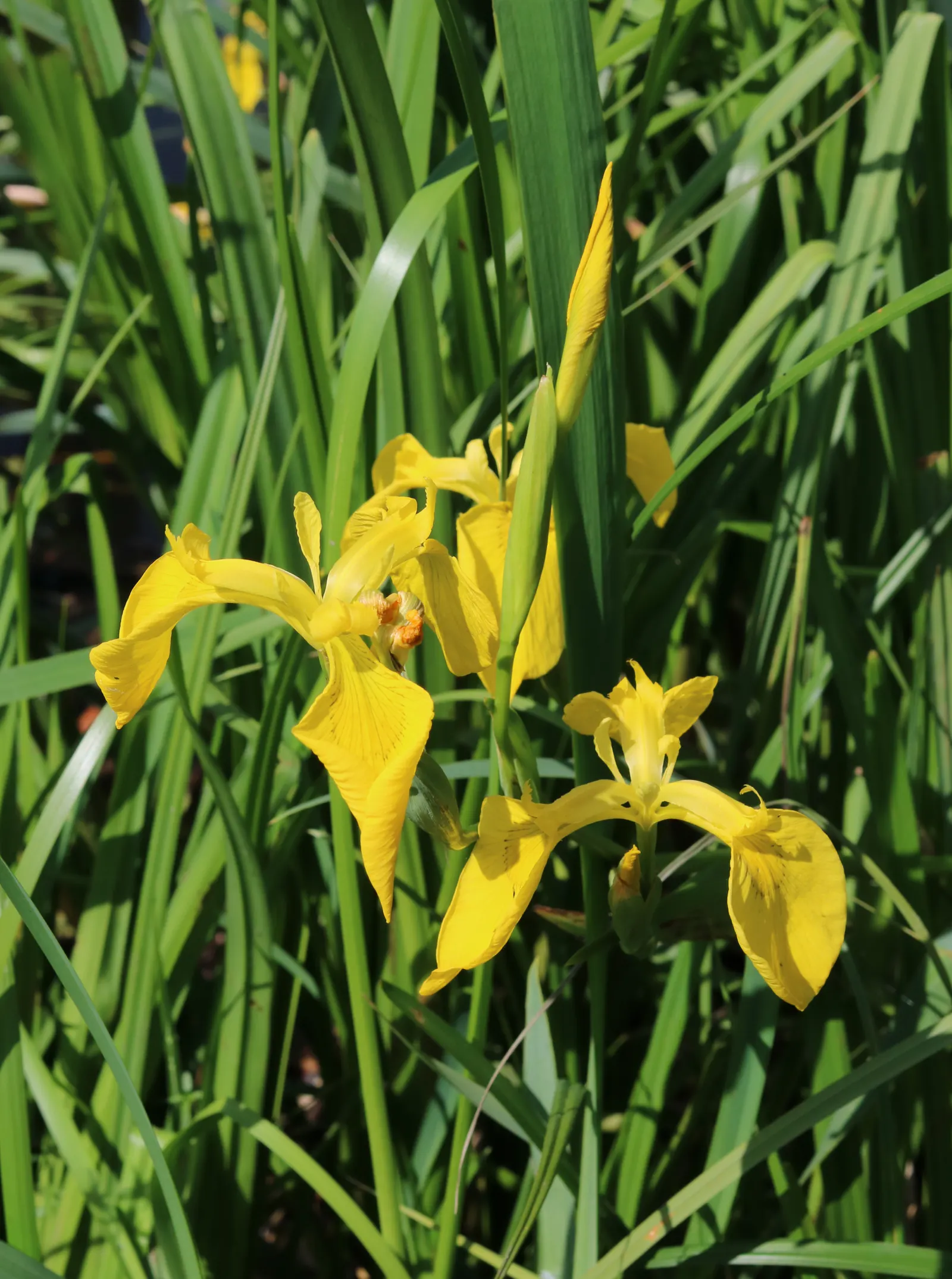 Spanish Iris (Iris Xiphium) — They also work beautifully when interspersed with late-spring bulbs or perennial companions; is a bulbous perennial renowned for