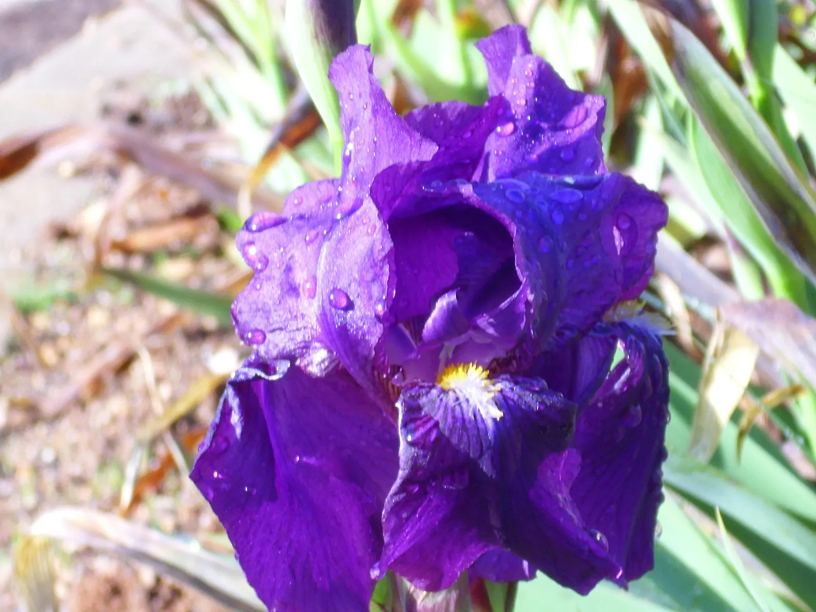 Spanish Iris (Iris Xiphium) — Implementing the Spanish Iris can provide a low-maintenance yet visually striking element to garden designs, image 86