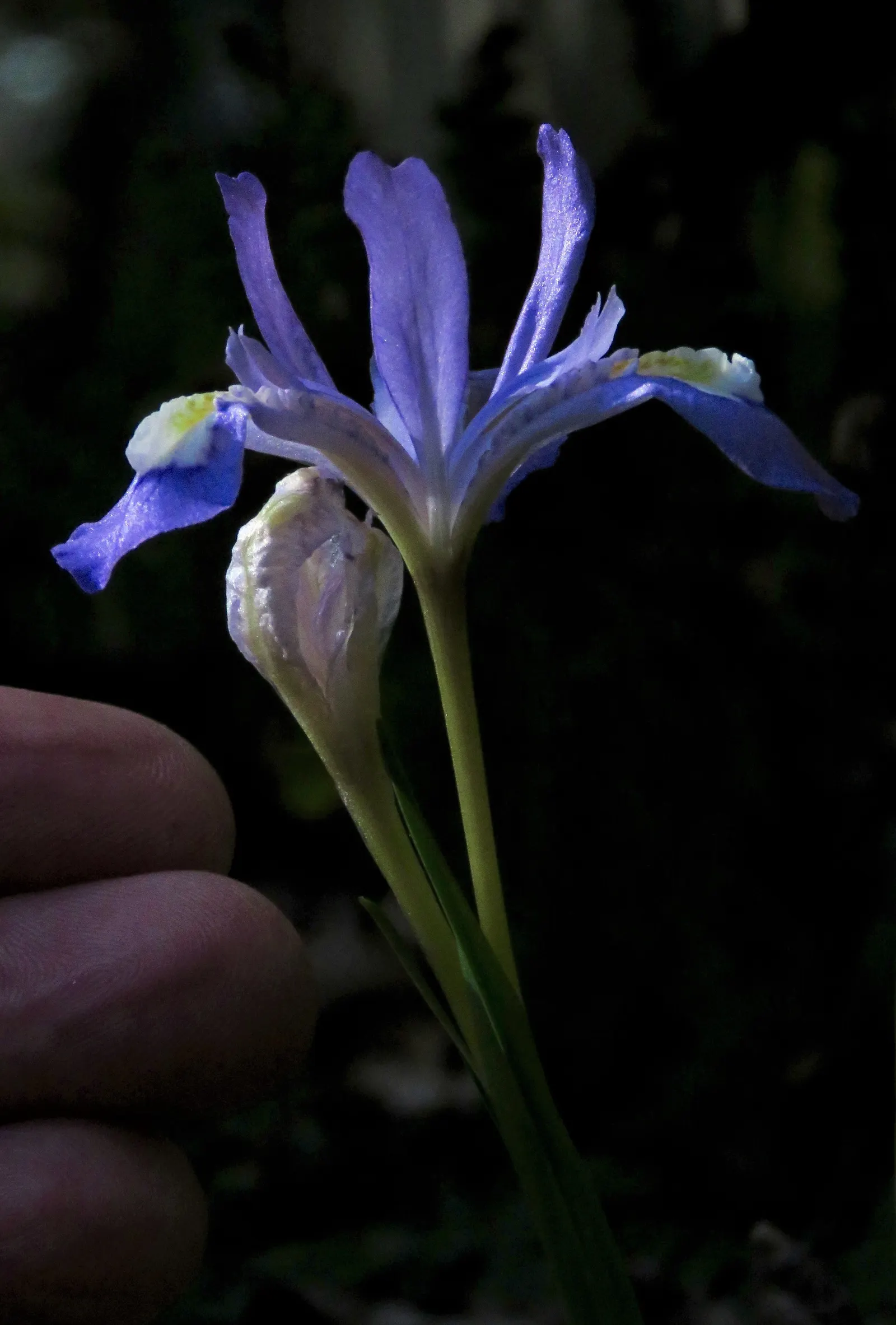 Spanish Iris (Iris Xiphium) — perennial for full or half; delighting clients with its seasonal beauty