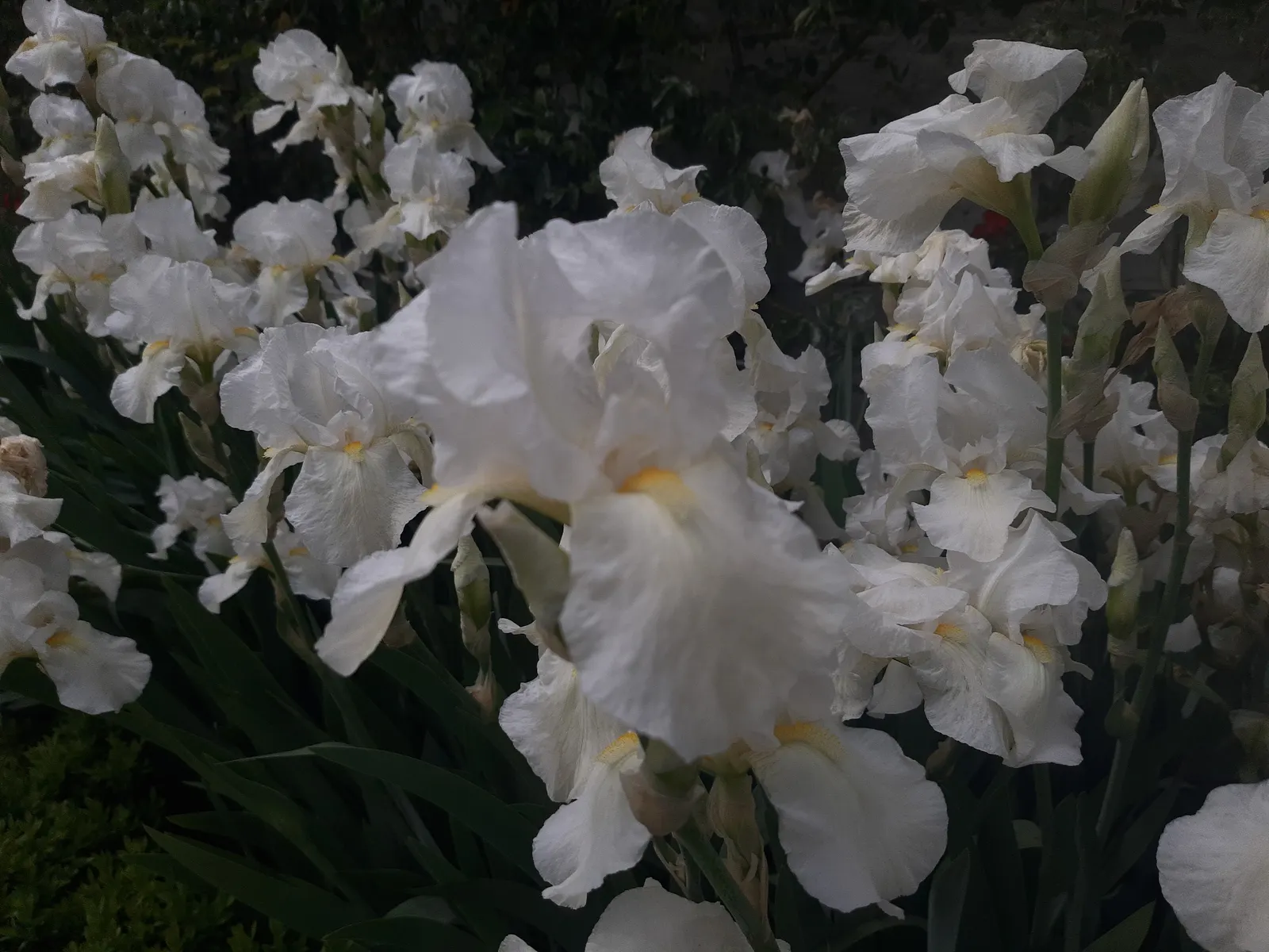 Spanish Iris (Iris Xiphium) — foliage should be left to die back naturally