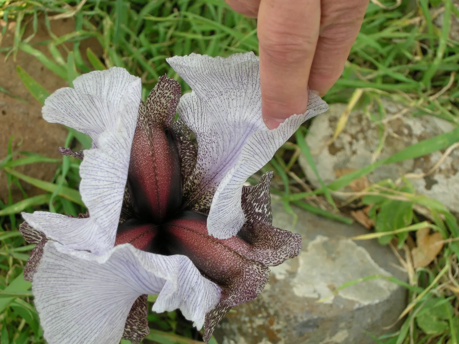 Spanish Iris (Iris Xiphium) — making it a captivating addition to any landscape design; perennial for full or half, image 99
