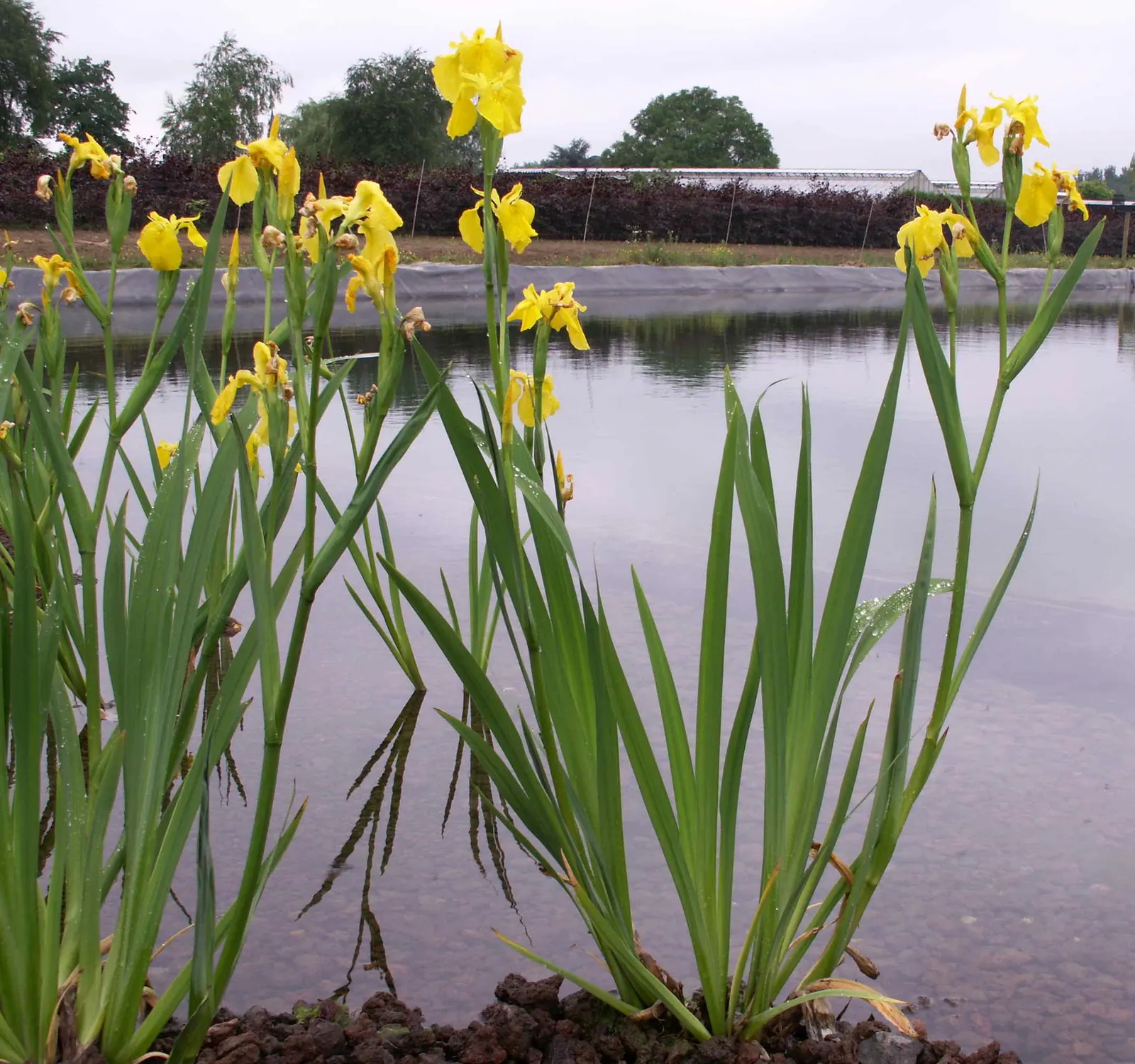 Spanish Iris (Iris Xiphium) — thriving in well-drained soils