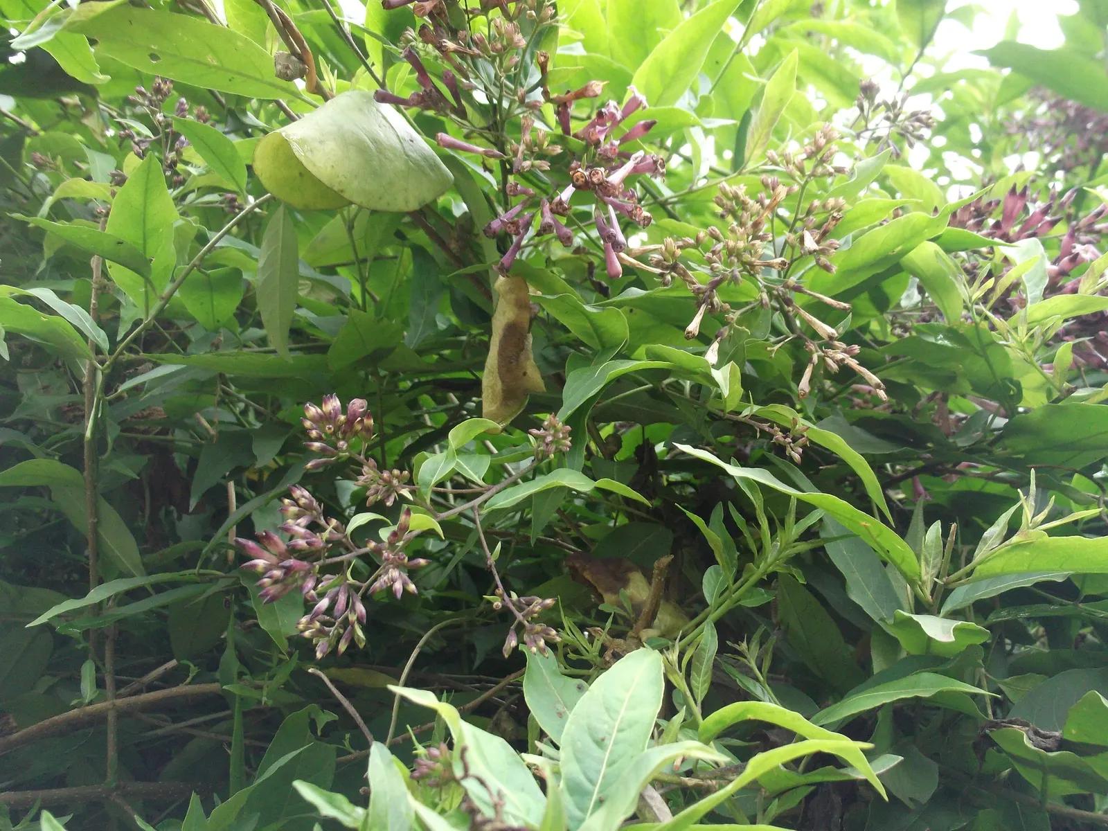Pink Cestrum (Cestrum Elegans) — attracting hummingbirds and blooms nearly year-round in mild climates