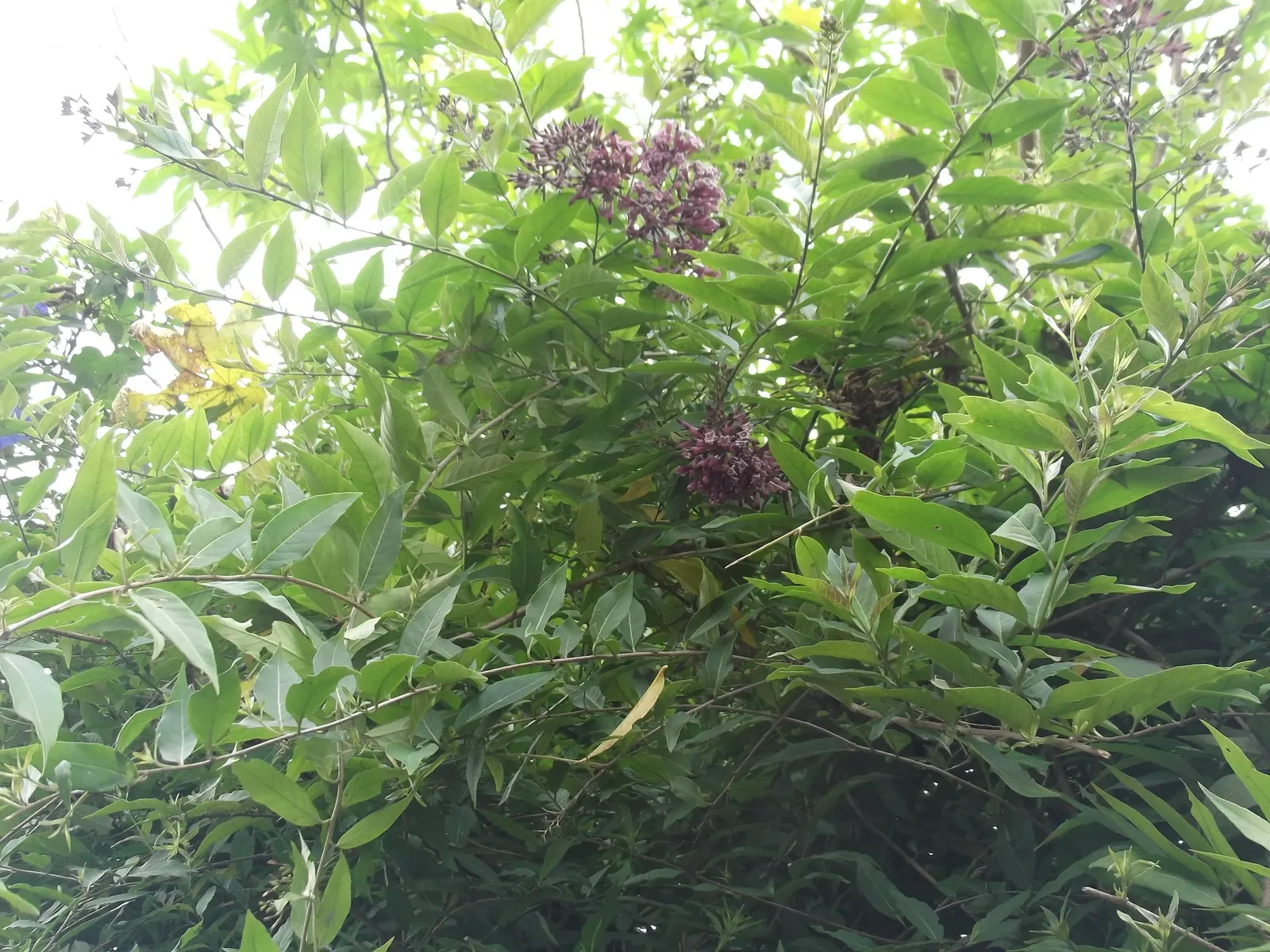 Pink Cestrum (Cestrum Elegans) — It showcases tubular reddish-pink flowers