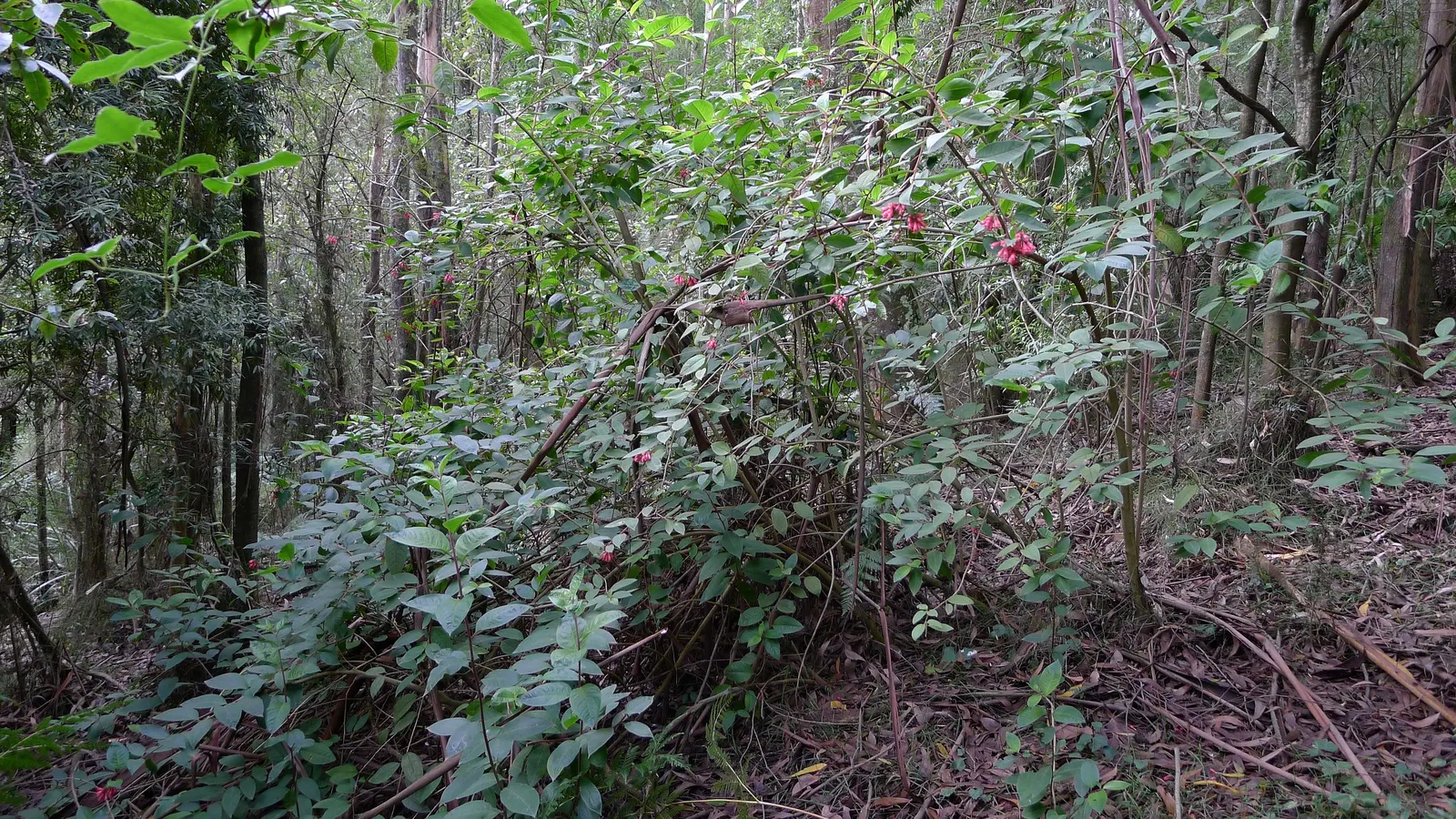 Pink Cestrum (Cestrum Elegans) — is an evergreen shrub thriving in USDA zones 8-10