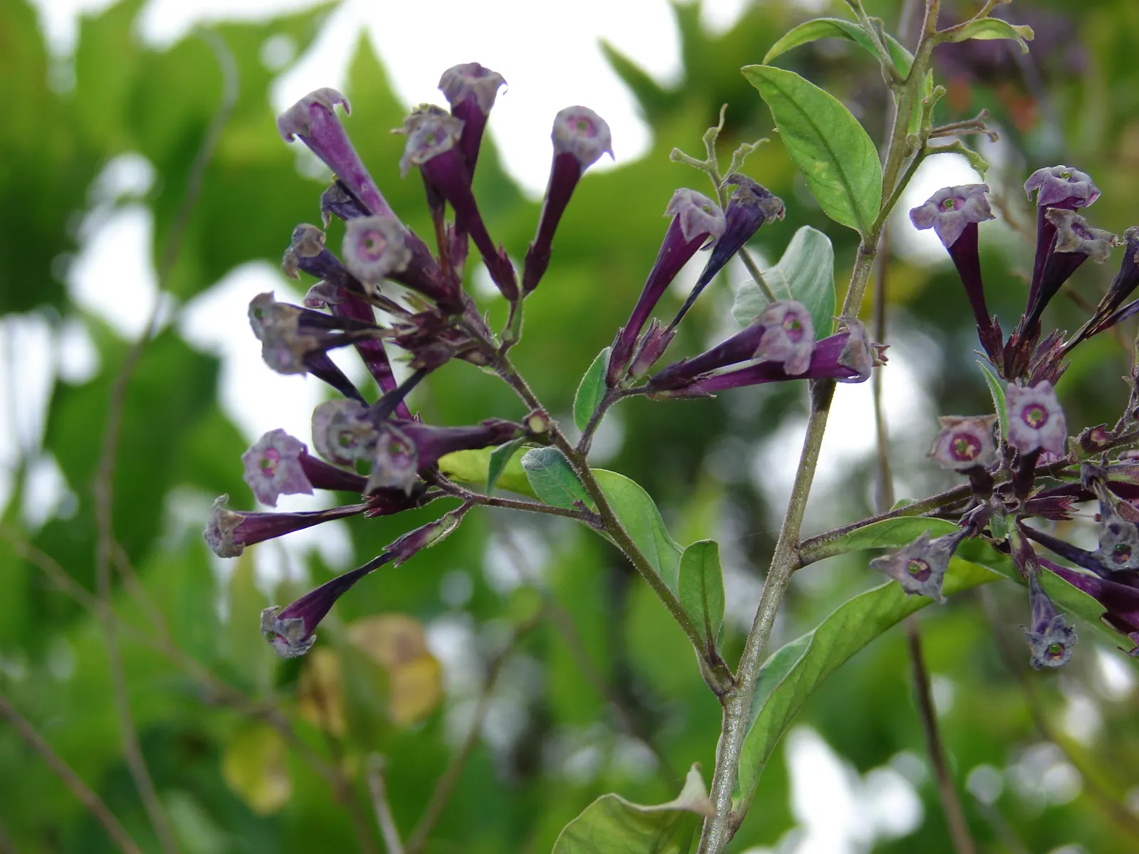 Pink Cestrum (Cestrum Elegans) — Plant in sheltered areas to protect from cold winds