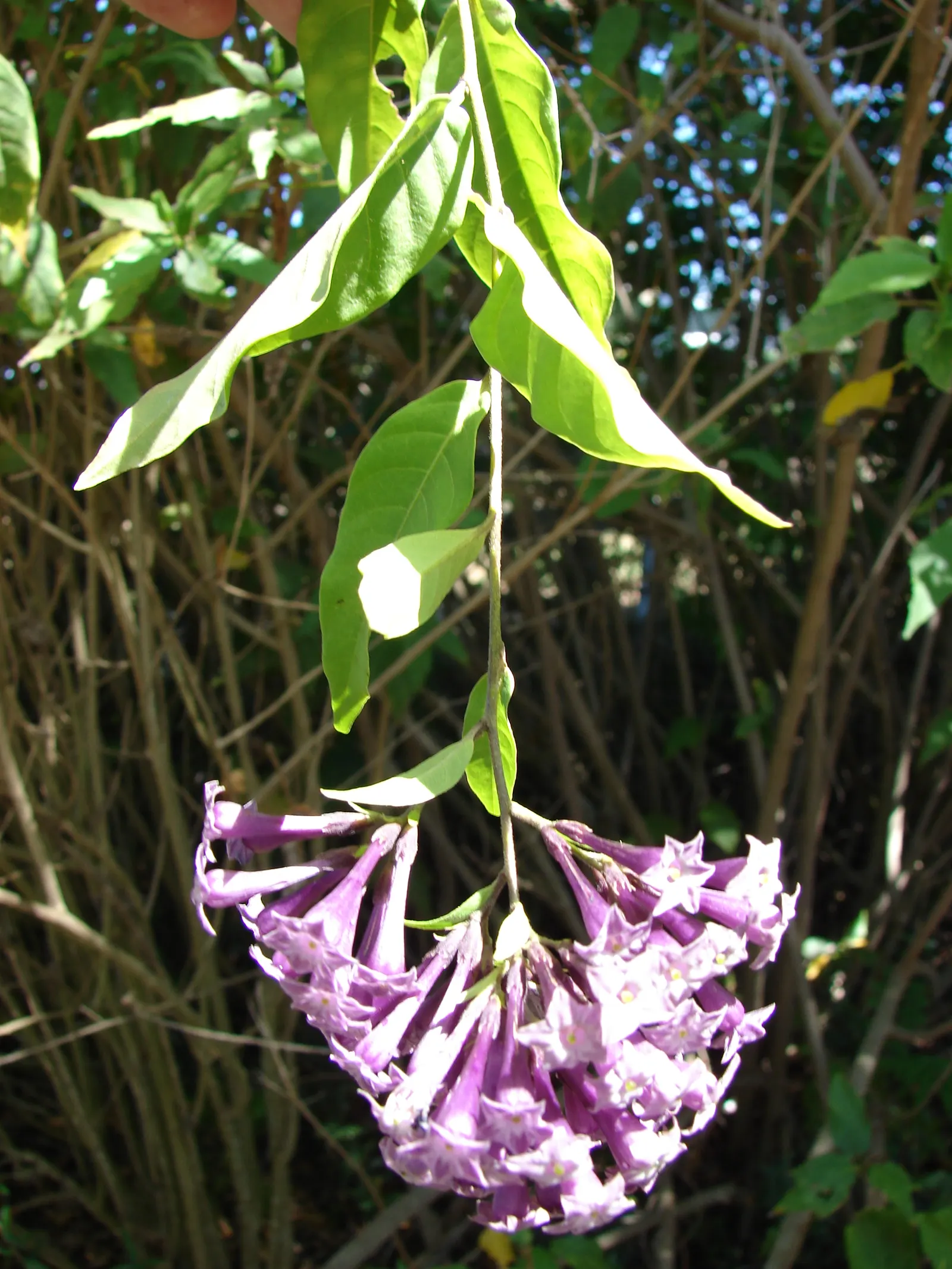 Pink Cestrum (Cestrum Elegans) — Water moderately; slightly drought-tolerant once established