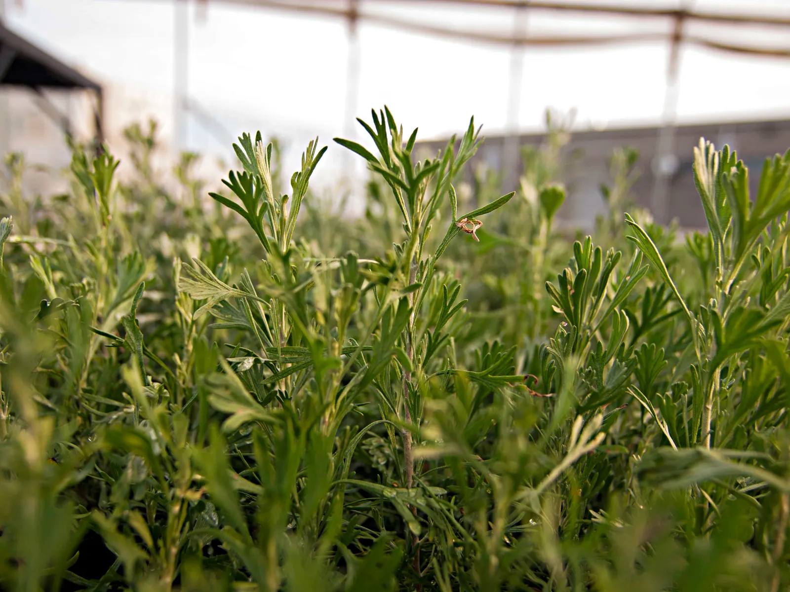 Coastal Sagebrush (Artemisia Californica 'Canyon Gray') — Renowned for its feathery