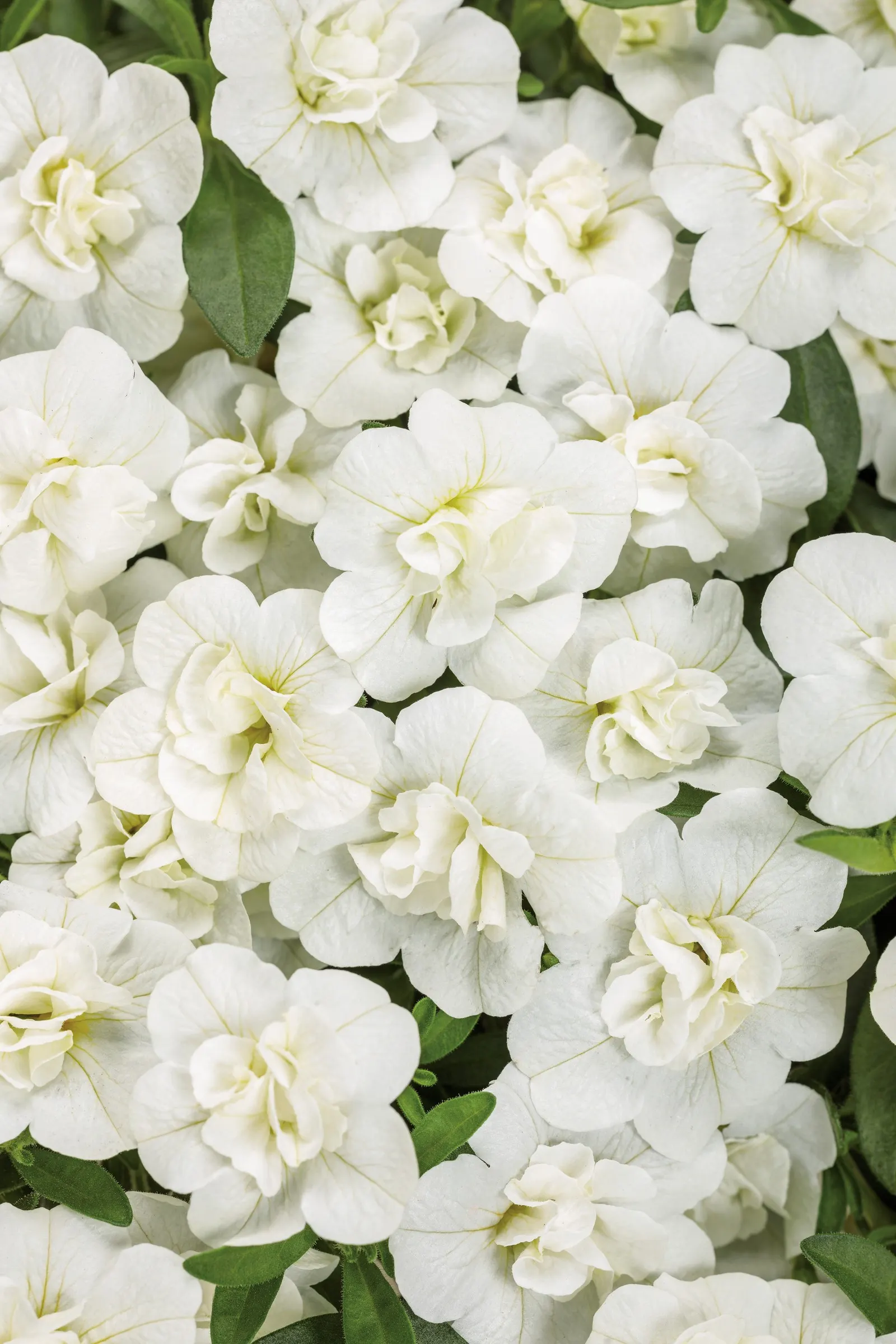 Double White Double Calibrachoa — or Calibrachoa 'Double White'