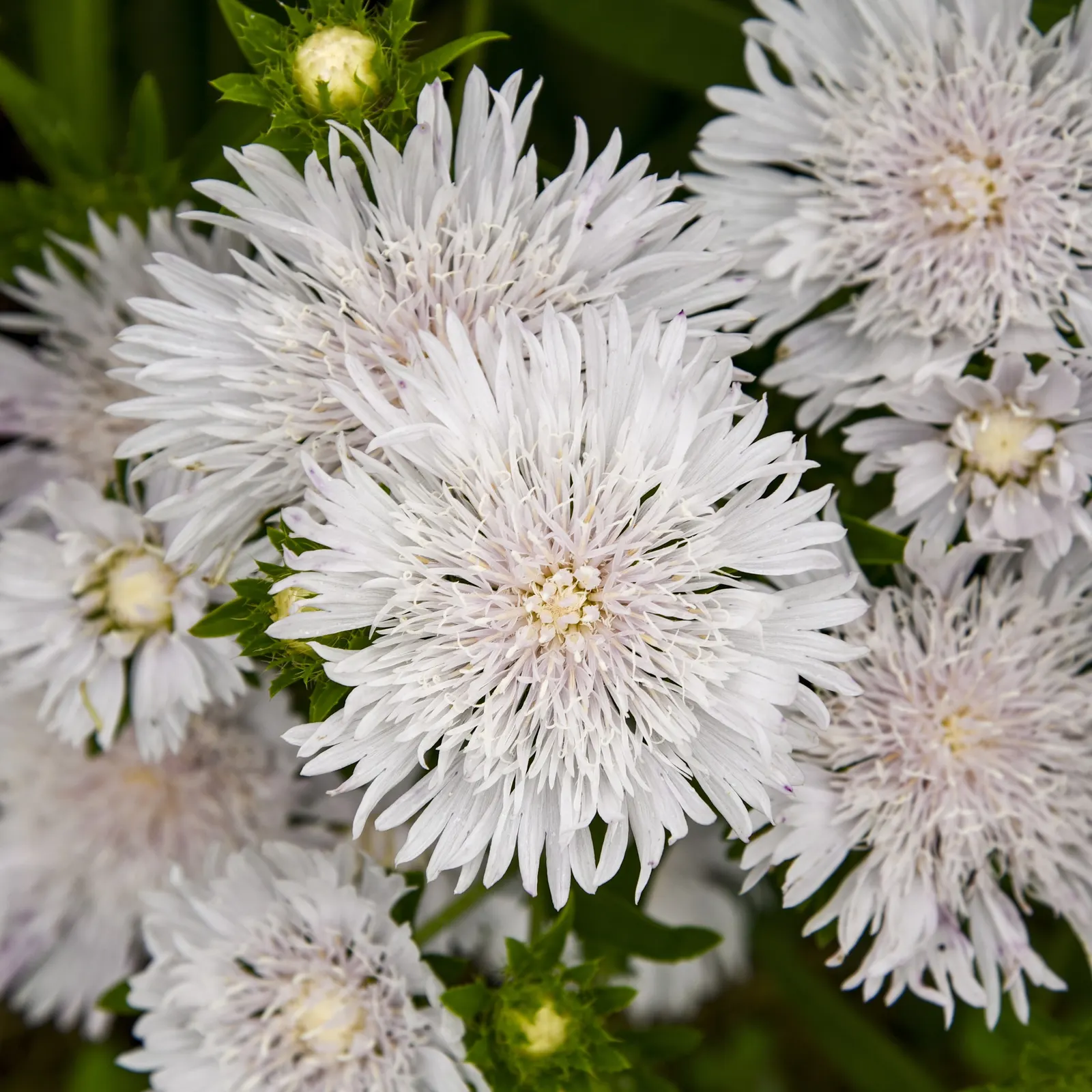 'Whitecaps' Stoke's Aster (Stokesia laevis) — The Stokesia laevis 'Whitecaps' is a mounded perennial with near-white