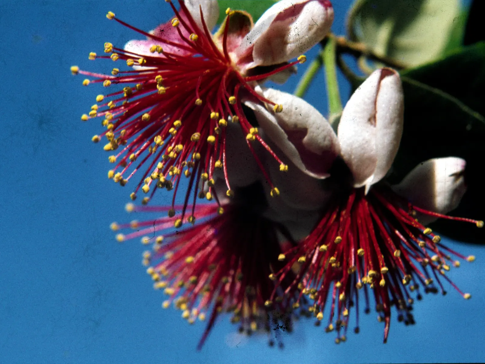 Pineapple Guava (Feijoa sellowiana) — commonly called Pineapple Guava