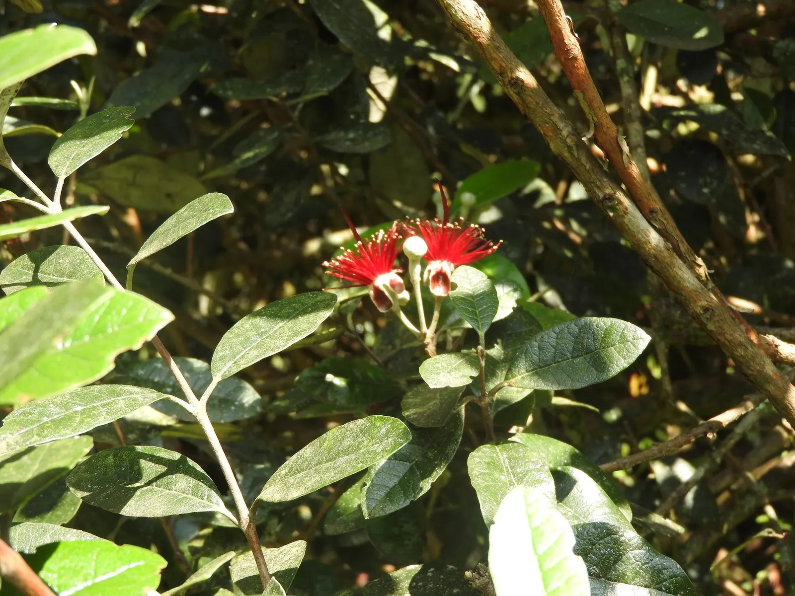 Pineapple Guava (Feijoa sellowiana) — This ornamental beauty is hardy in USDA zones 8 through 10 and thrives in full sun to partial shade