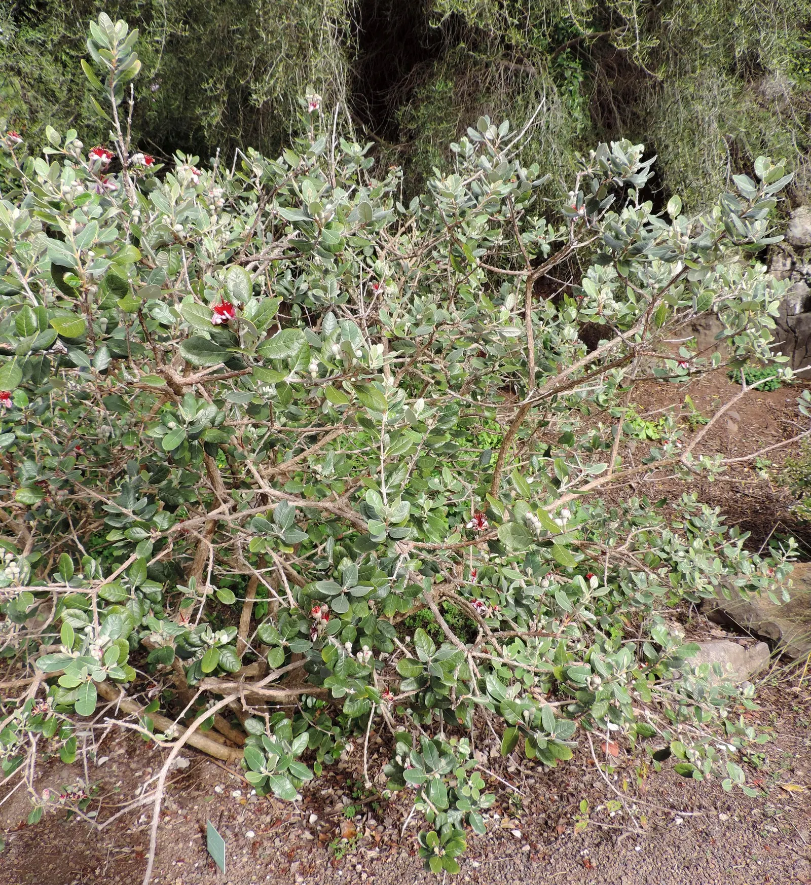 Pineapple Guava (Feijoa sellowiana) — Hardy to 15&deg;F, it‚Äôs ideal for accent or screening use, providing year-round interest in USDA zones 8-10