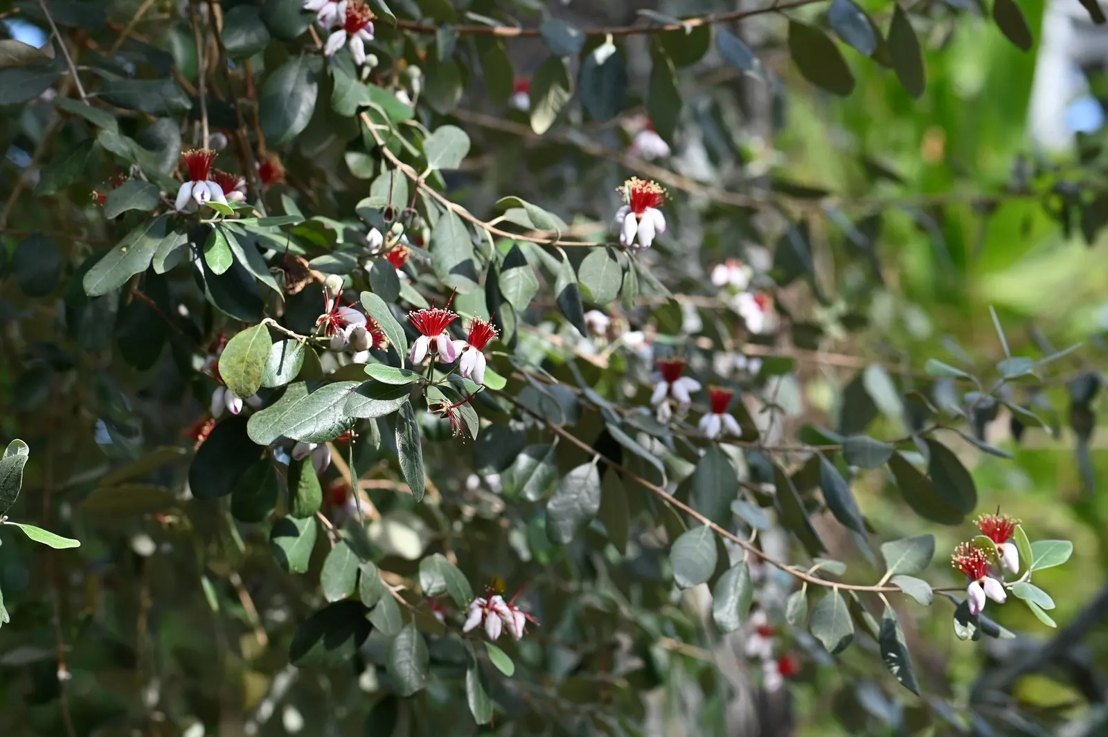 Pineapple Guava (Feijoa sellowiana) — requiring well-draining soil to ensure optimal growth.<br><br>Positioned in the landscape