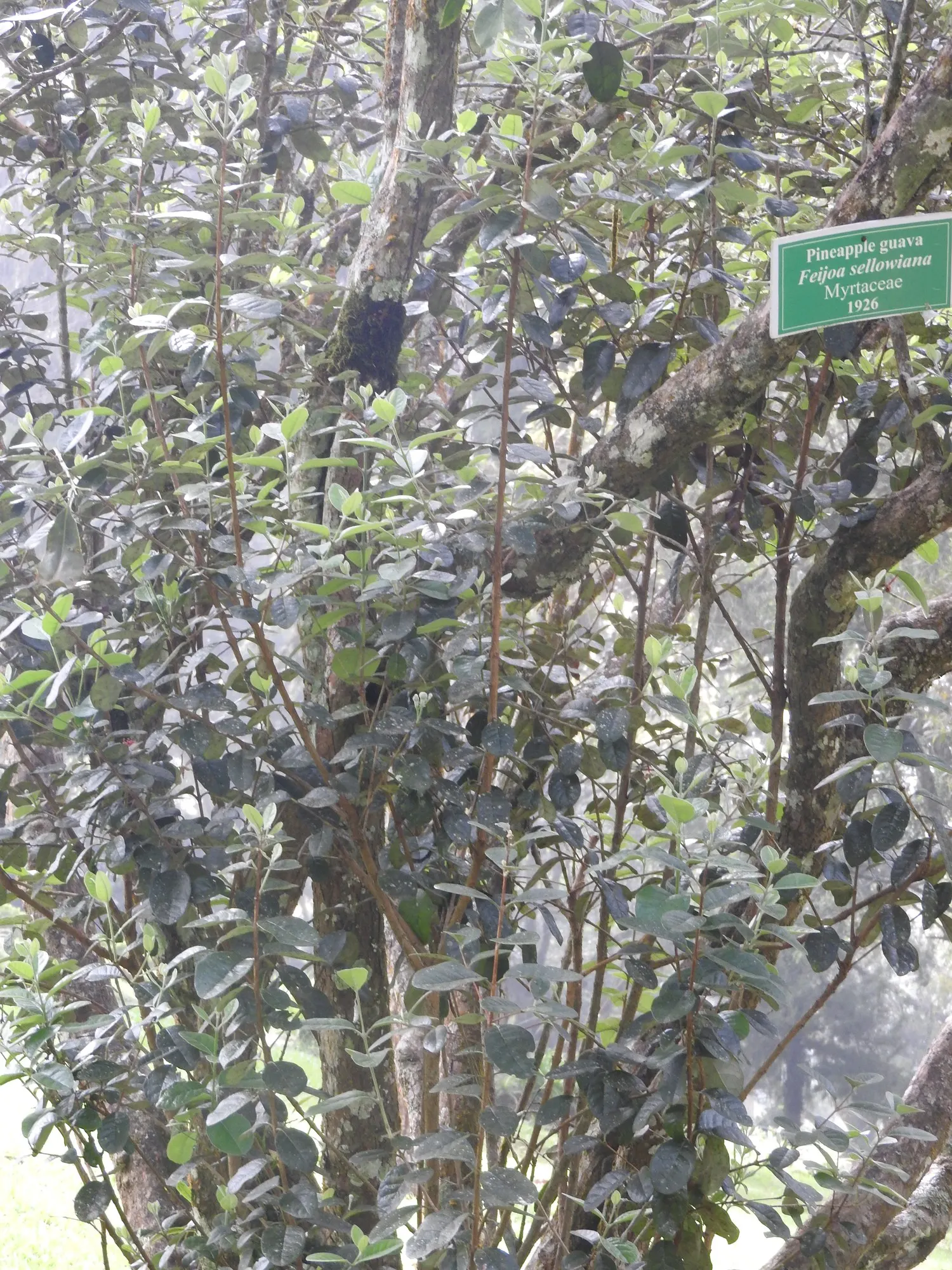 Pineapple Guava (Feijoa sellowiana) — gray-green foliage and edible
