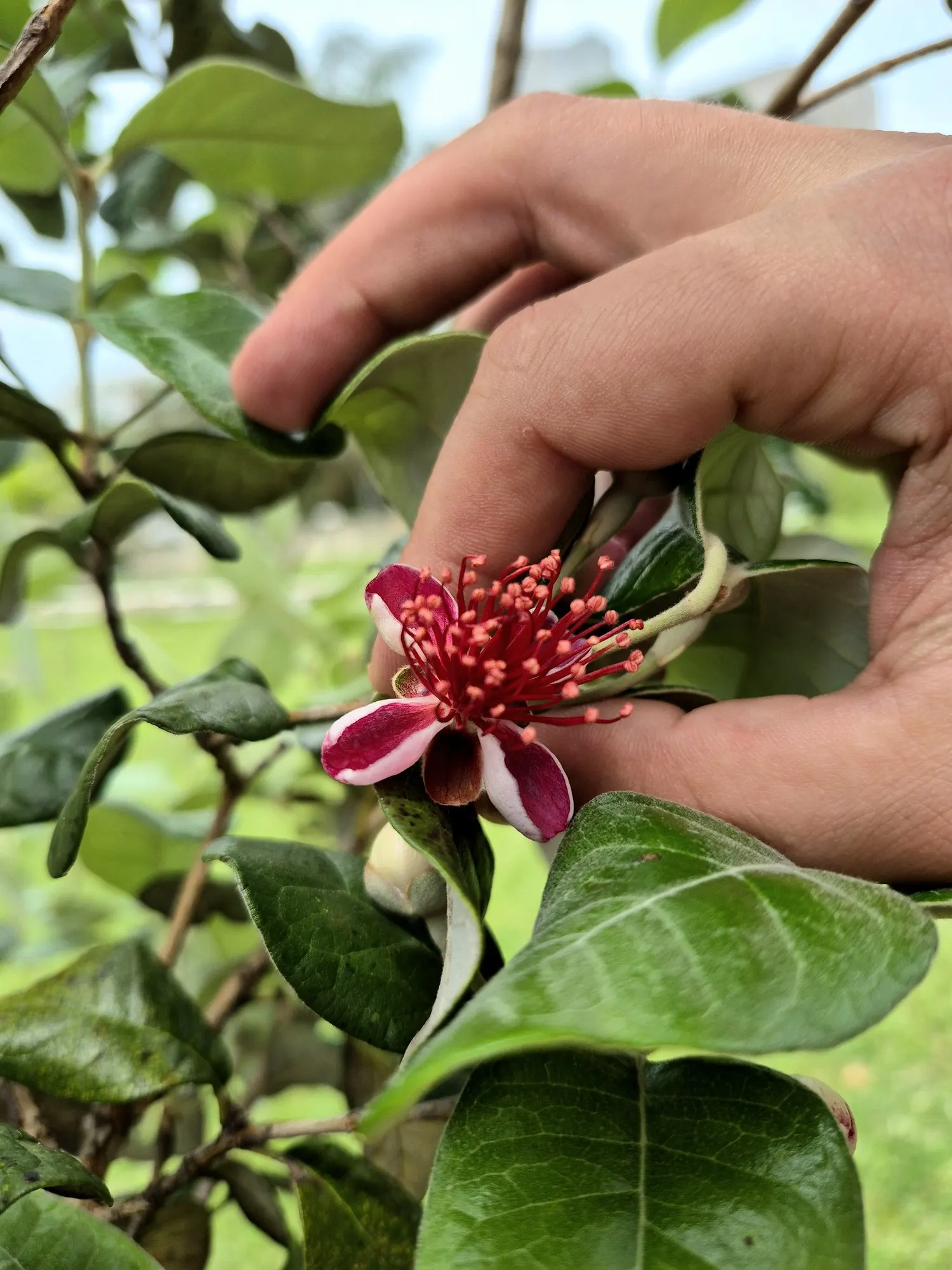Pineapple Guava (Feijoa sellowiana) — Its native roots originate from the highlands of southern Brazil