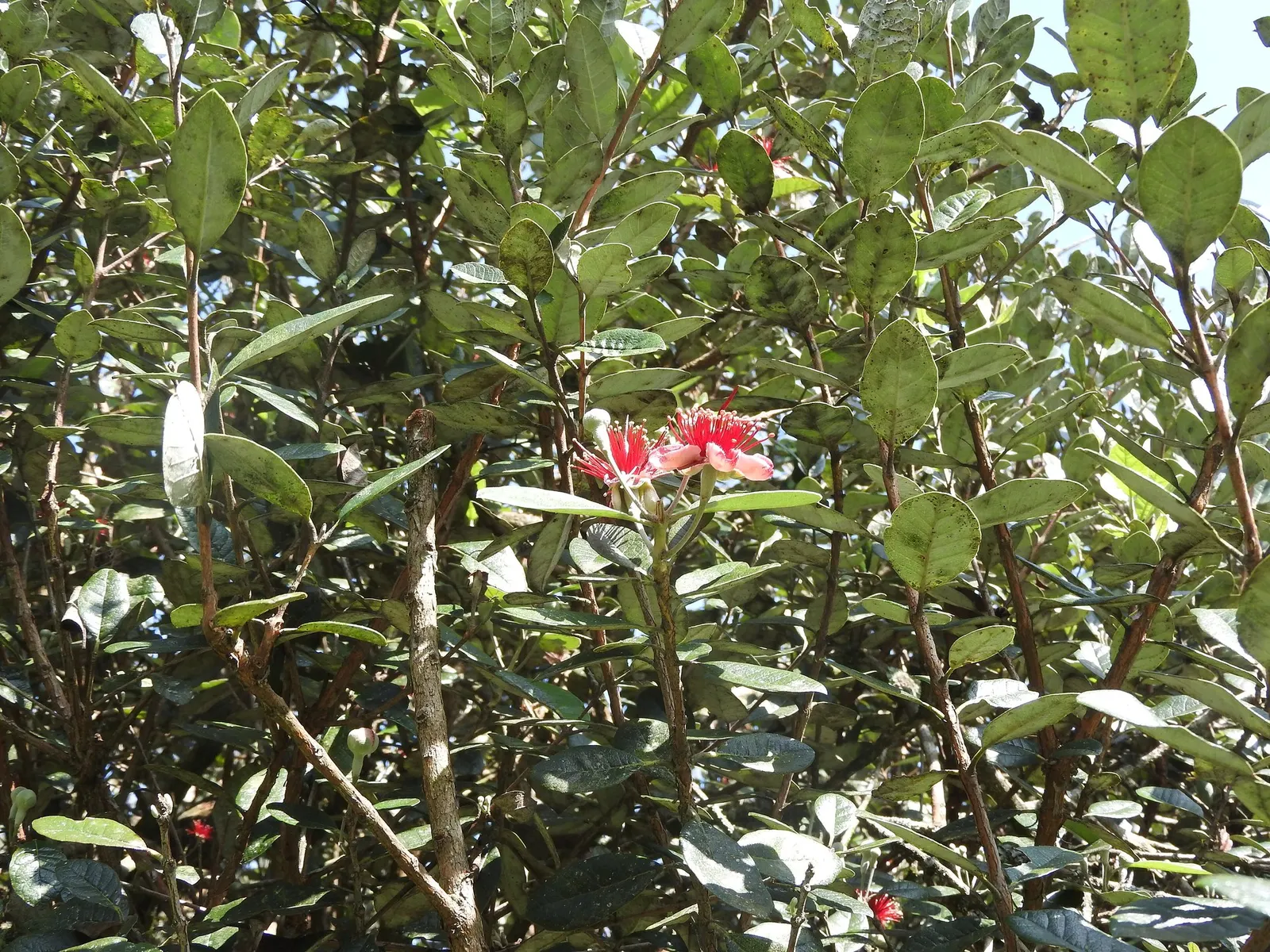 Pineapple Guava (Feijoa sellowiana) — aromatic flowers in spring