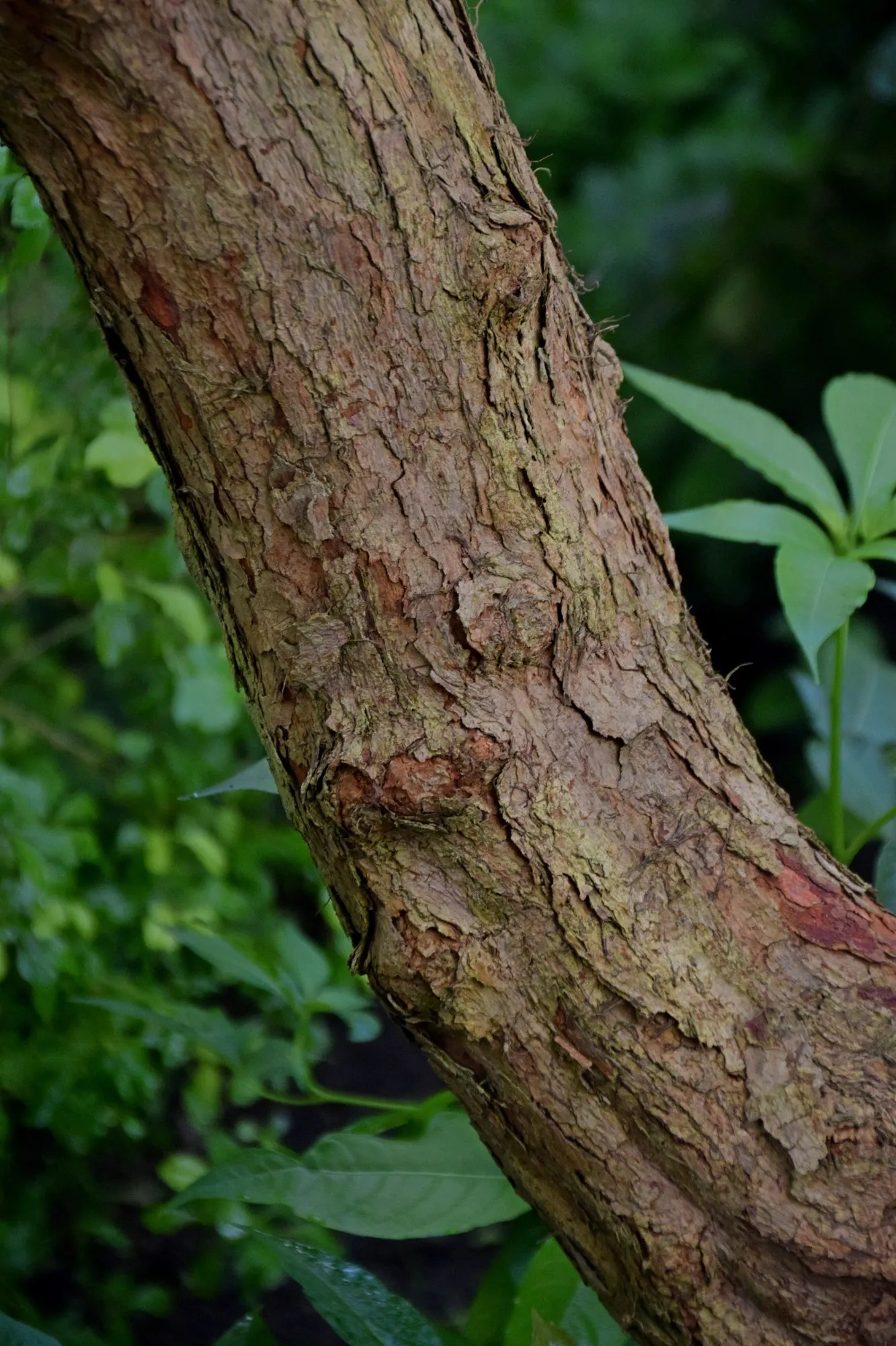 Pineapple Guava (Feijoa sellowiana) — it can be easily maintained at a desired size