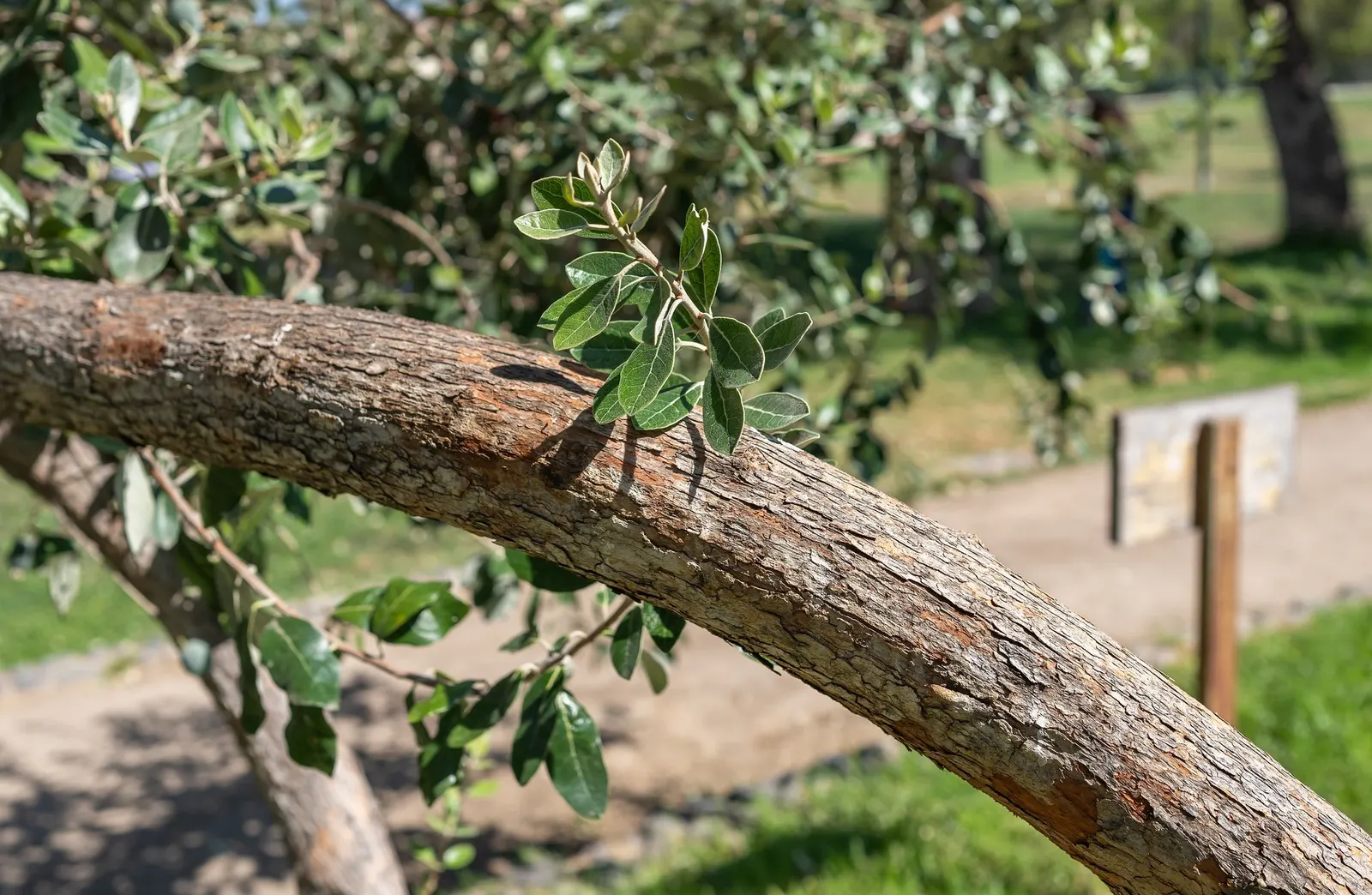 Pineapple Guava (Feijoa sellowiana) — Thrives in full sun to part shade, in well-drained soil