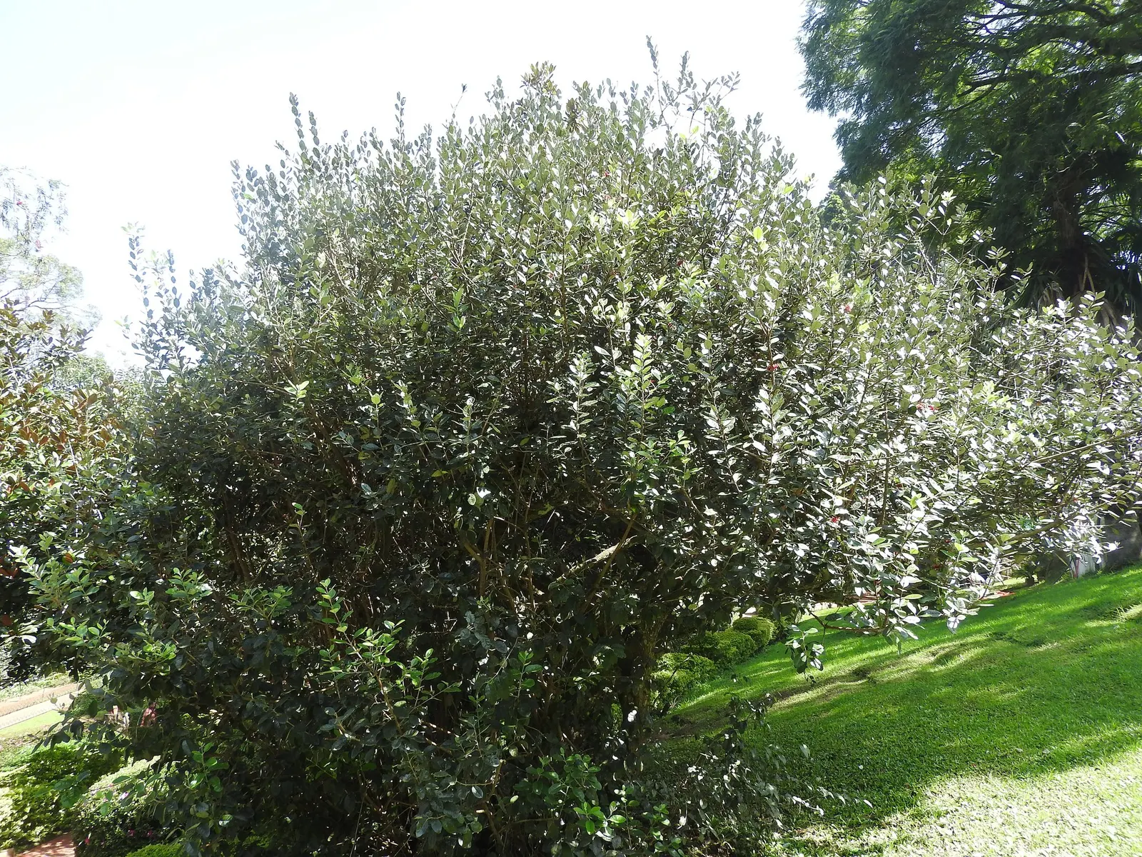 Pineapple Guava (Feijoa sellowiana) — this specimen flaunts lush