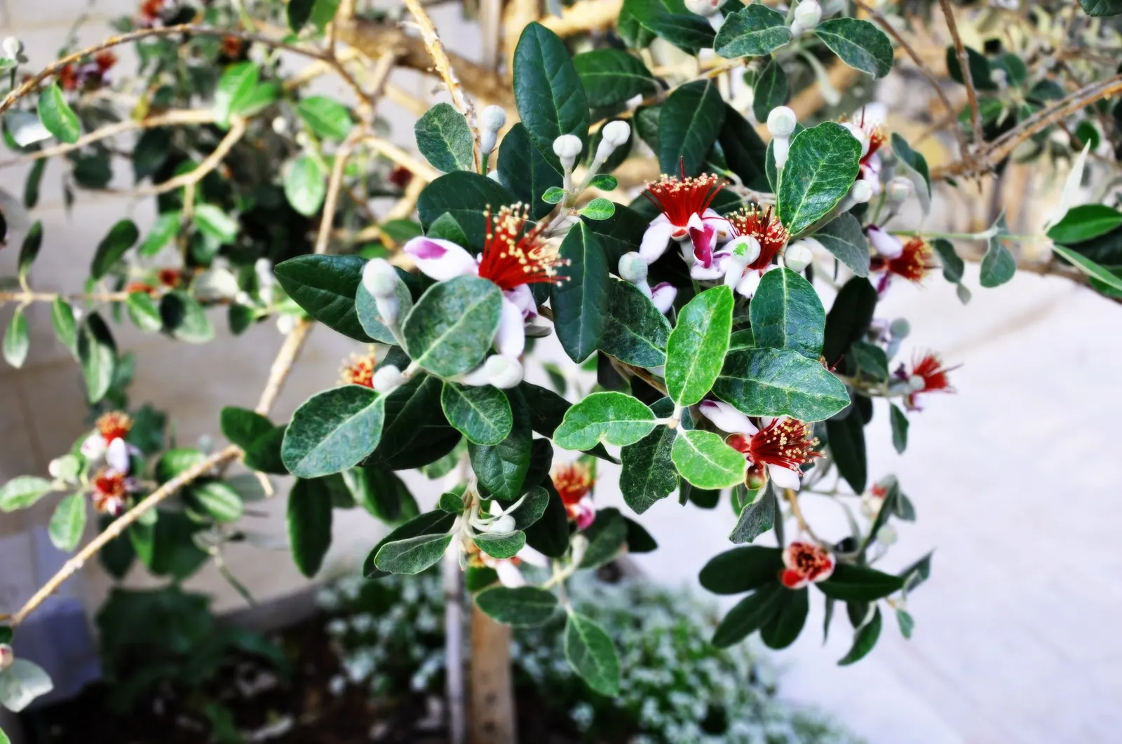 Pineapple Guava (Feijoa sellowiana) — is a versatile and attractive evergreen shrub well-suited to diverse landscape designs
