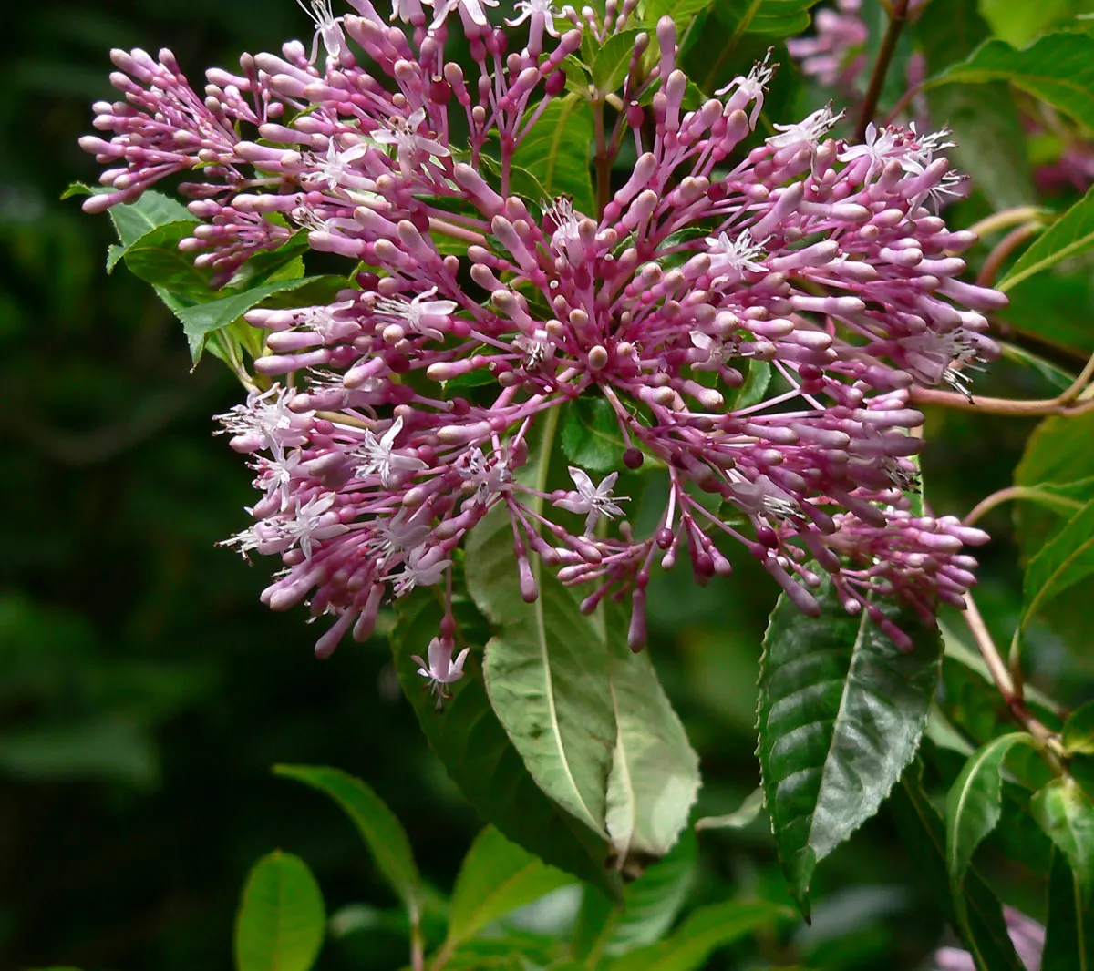Firecracker Fuchsia (Fuchsia Paniculata) — shrub for half or shade