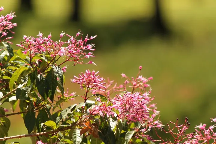Firecracker Fuchsia (Fuchsia Paniculata) — shrub with pink blooms