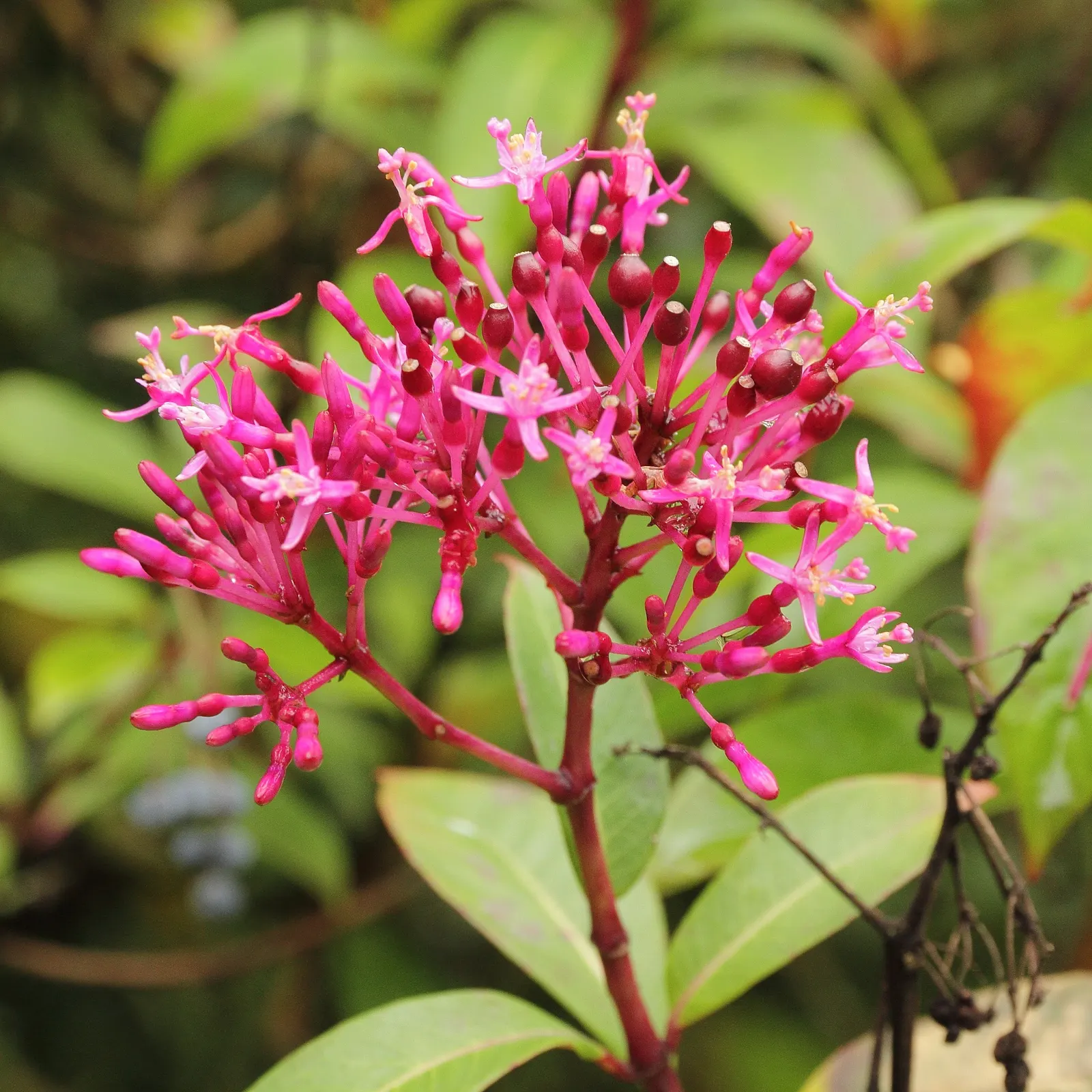 Firecracker Fuchsia (Fuchsia Paniculata) — which bloom profusely from summer through fall