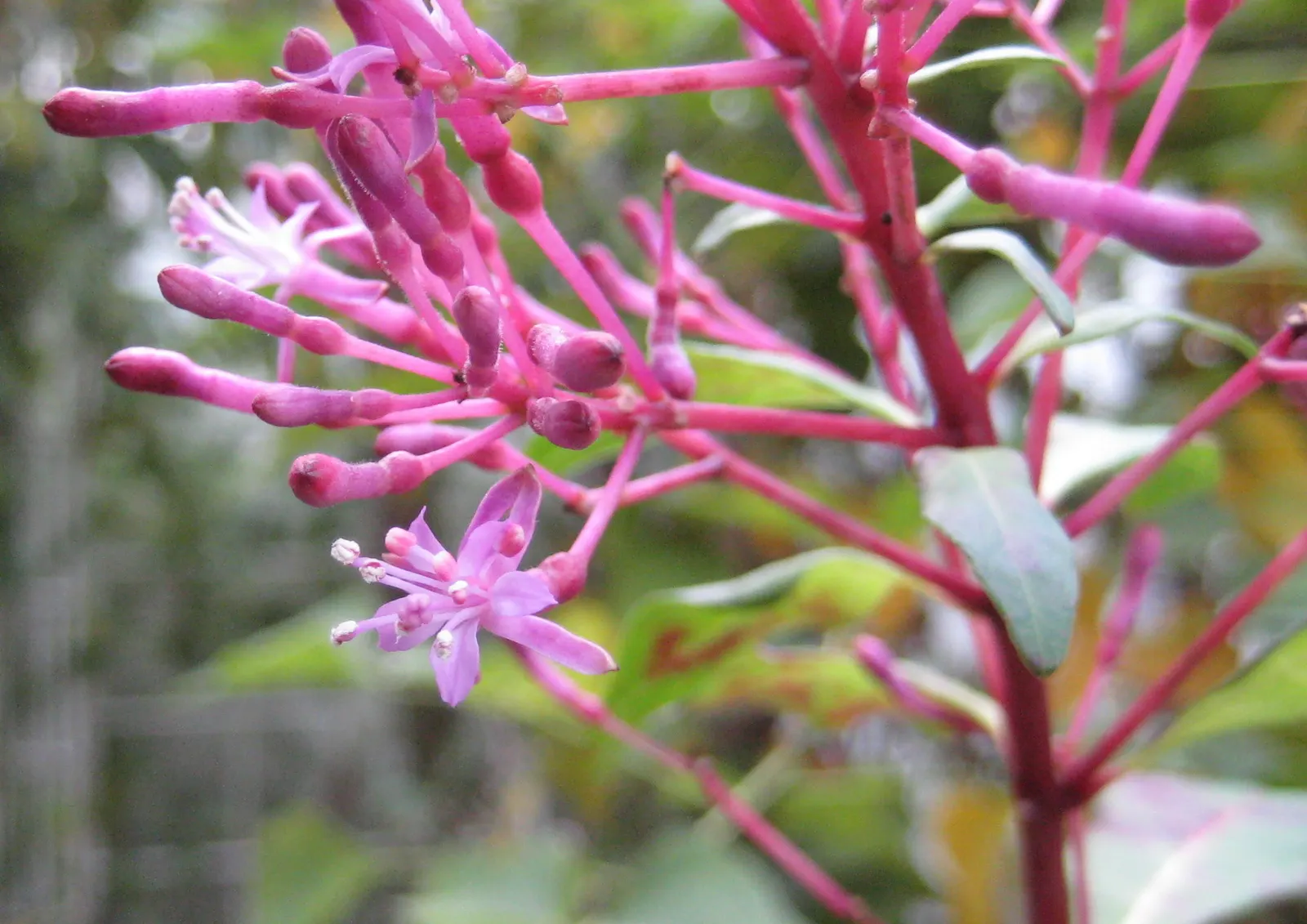 Firecracker Fuchsia (Fuchsia Paniculata) — resembling dangling earrings amidst the foliage