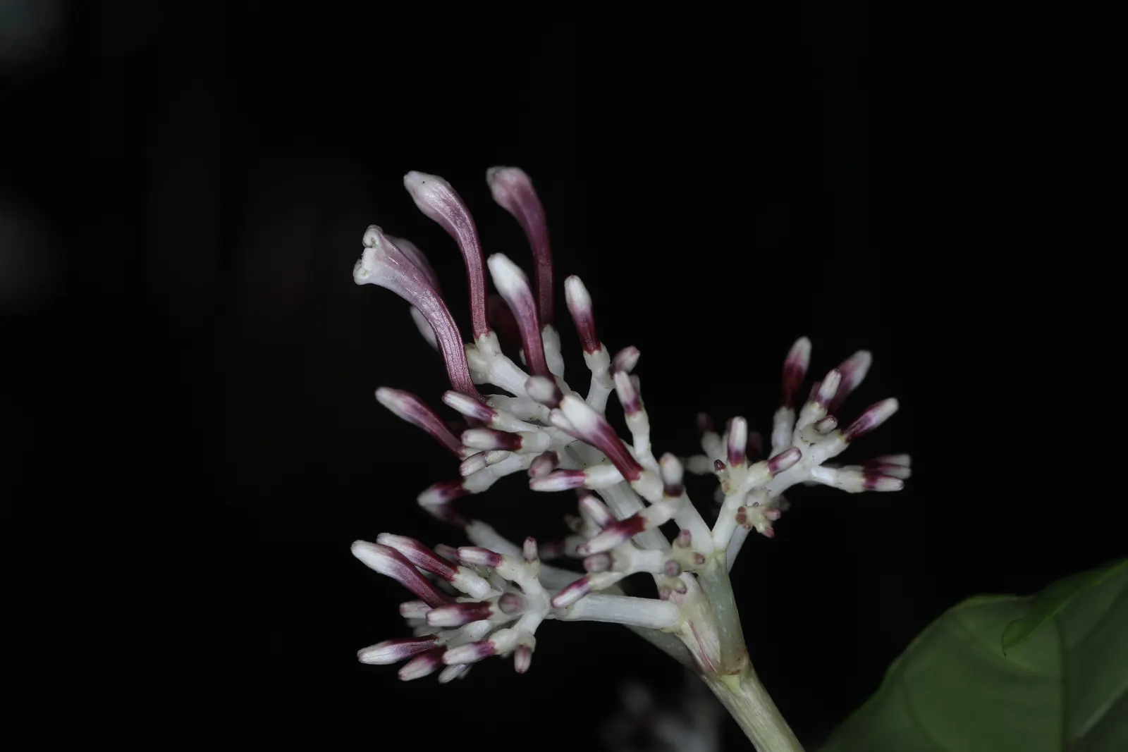 Firecracker Fuchsia (Fuchsia Paniculata) — Its foliage comes to life with slender leaves