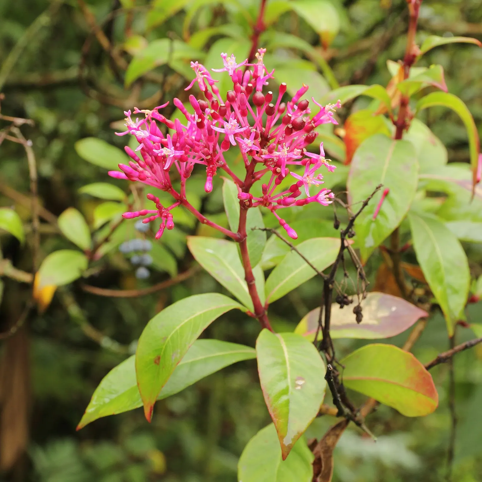 Firecracker Fuchsia (Fuchsia Paniculata) — this particular fuchsia variety is prized for its adaptability