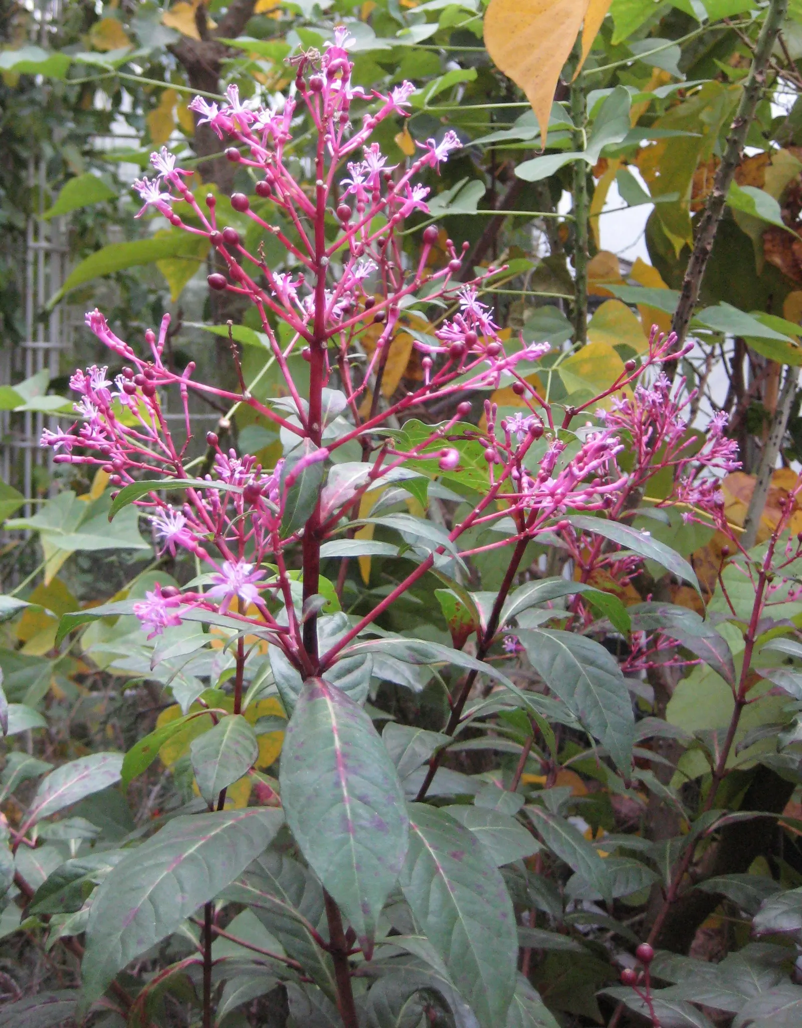 Firecracker Fuchsia (Fuchsia Paniculata) — The Firecracker Fuchsia (Fuchsia paniculata) is a vibrant ornamental shrub reaching 6-10 ft tall