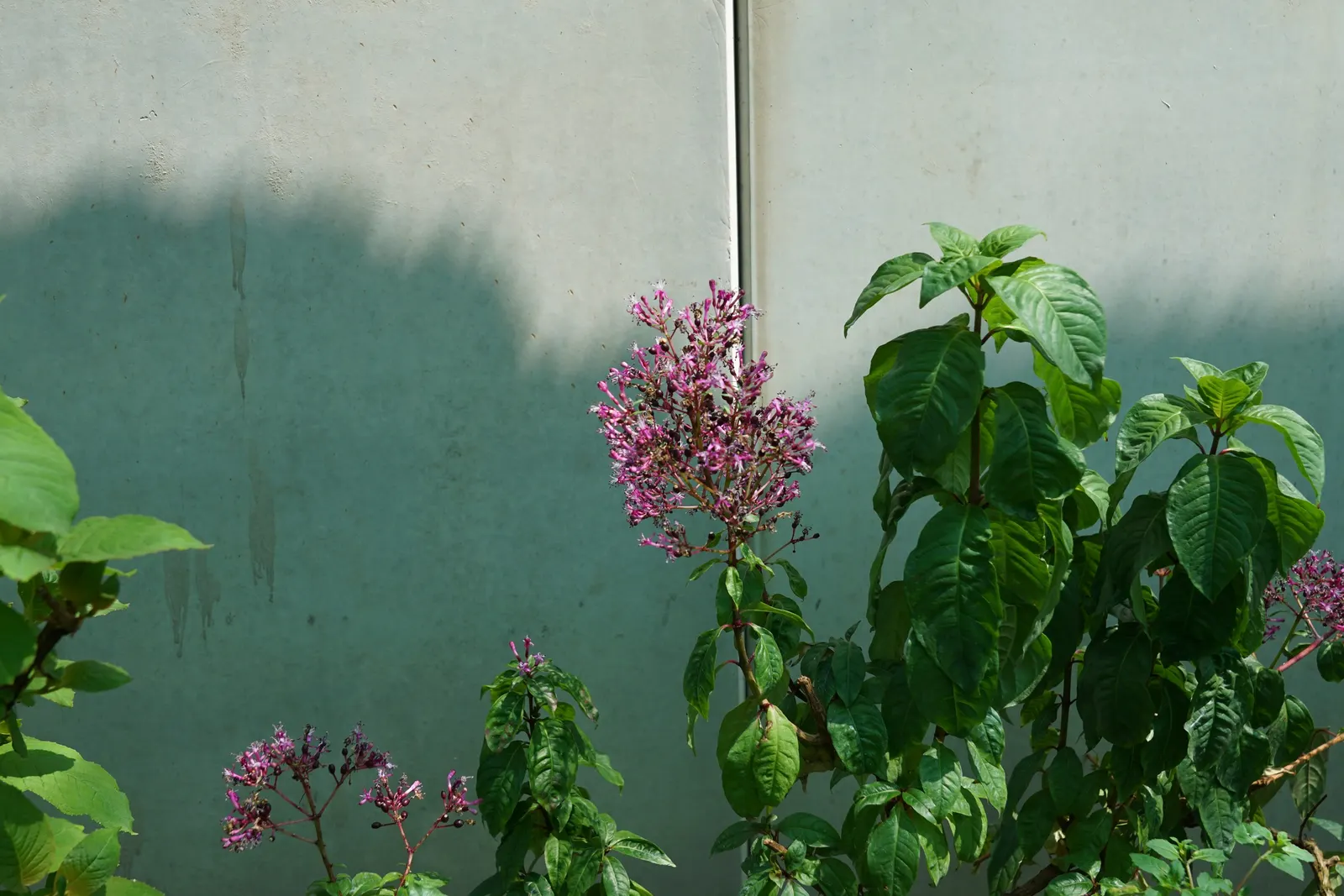 Firecracker Fuchsia (Fuchsia Paniculata) — Proper care will ensure a stunning performance in the garden