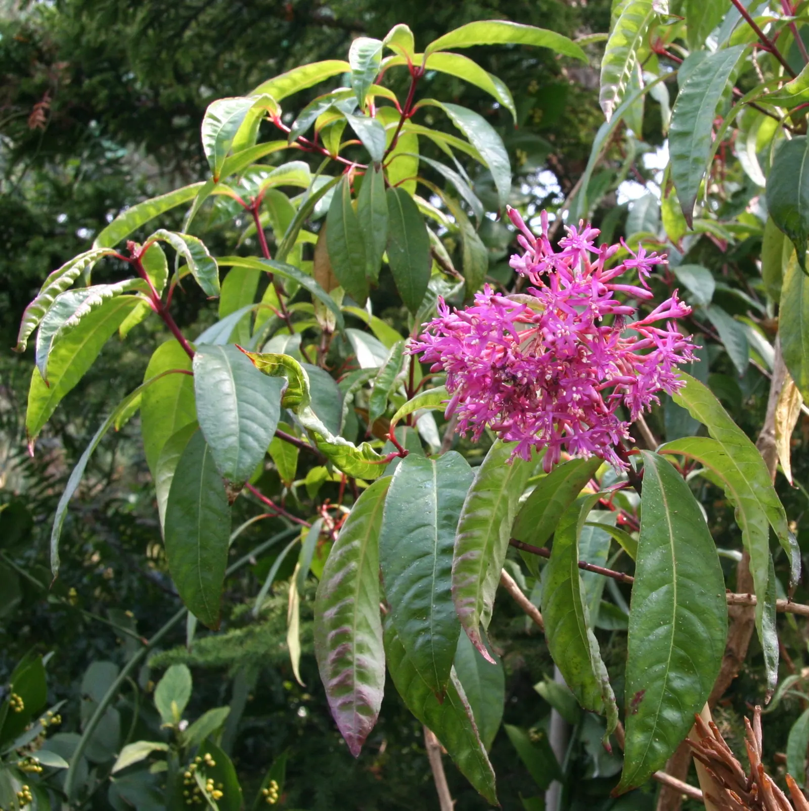 Firecracker Fuchsia (Fuchsia Paniculata) — As a landscape architect assistant