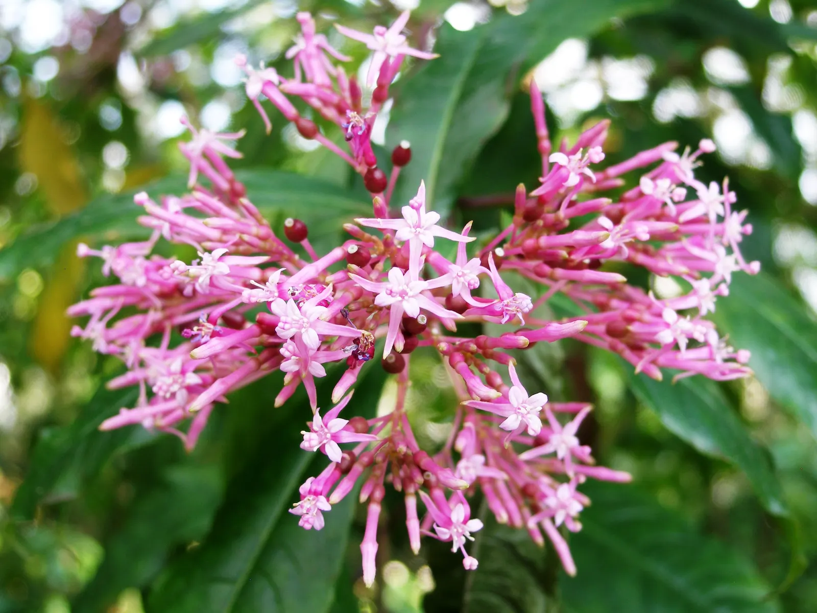 Firecracker Fuchsia (Fuchsia Paniculata) — making Firecracker Fuchsia a jewel in the client's landscape