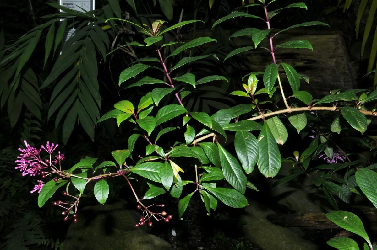 Firecracker Fuchsia (Fuchsia Paniculata) — it is essential to note that this plant benefits from regular watering and application of a balanced