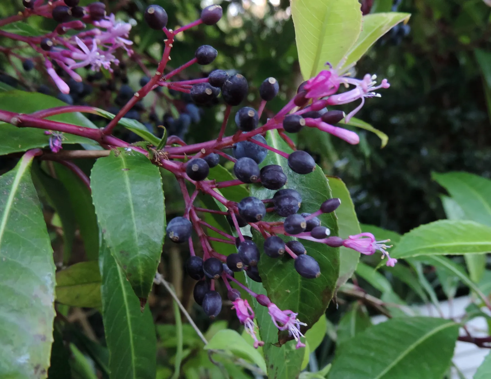 Firecracker Fuchsia (Fuchsia Paniculata) — Flourishing best in USDA hardiness zones 9 to 11