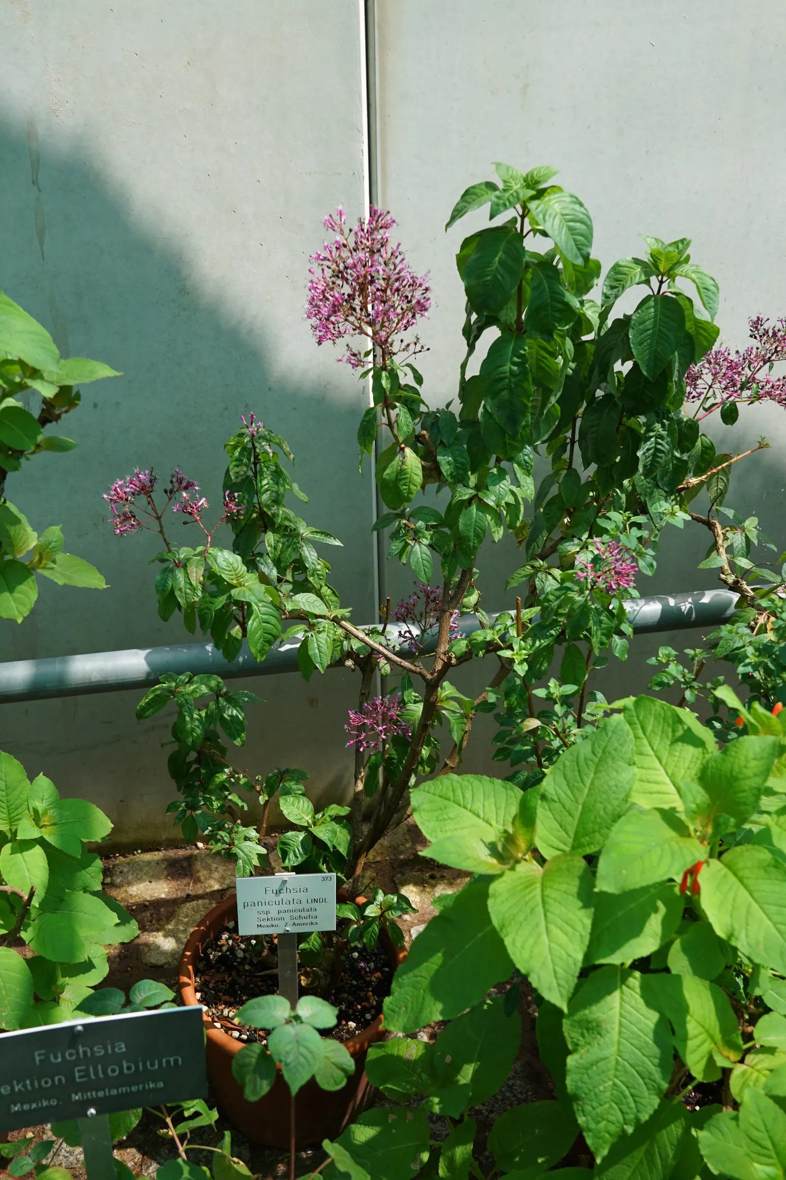 Firecracker Fuchsia (Fuchsia Paniculata) — pink flowers in the garden