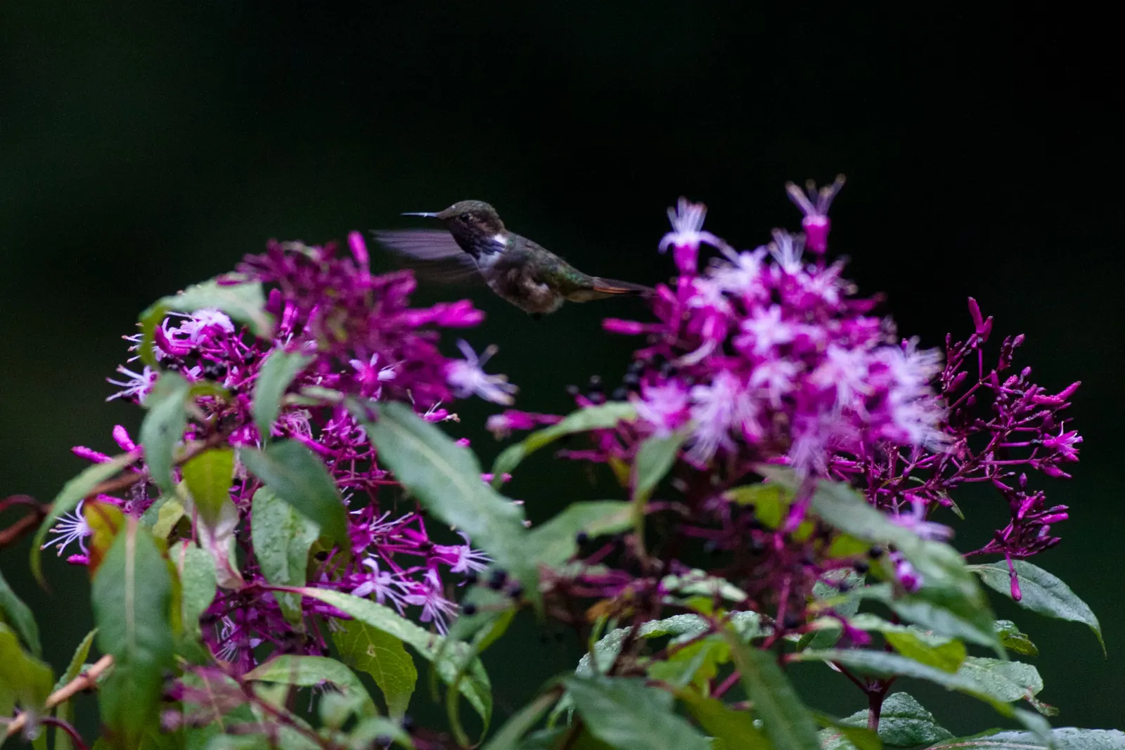 Firecracker Fuchsia (Fuchsia Paniculata) — It boasts clusters of pendant