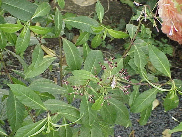 Firecracker Fuchsia (Fuchsia Paniculata) — being suitable for both container planting and in-ground cultivation