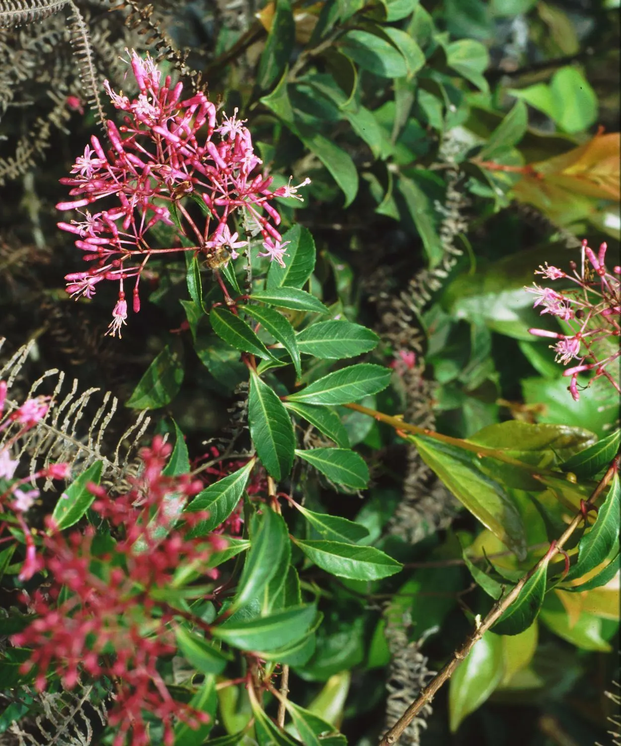 Firecracker Fuchsia (Fuchsia Paniculata) — slow-release fertilizer during the growing season