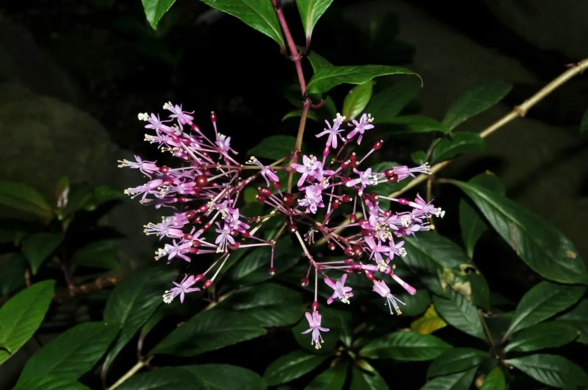 Firecracker Fuchsia (Fuchsia Paniculata) — well-drained soil with consistent moisture